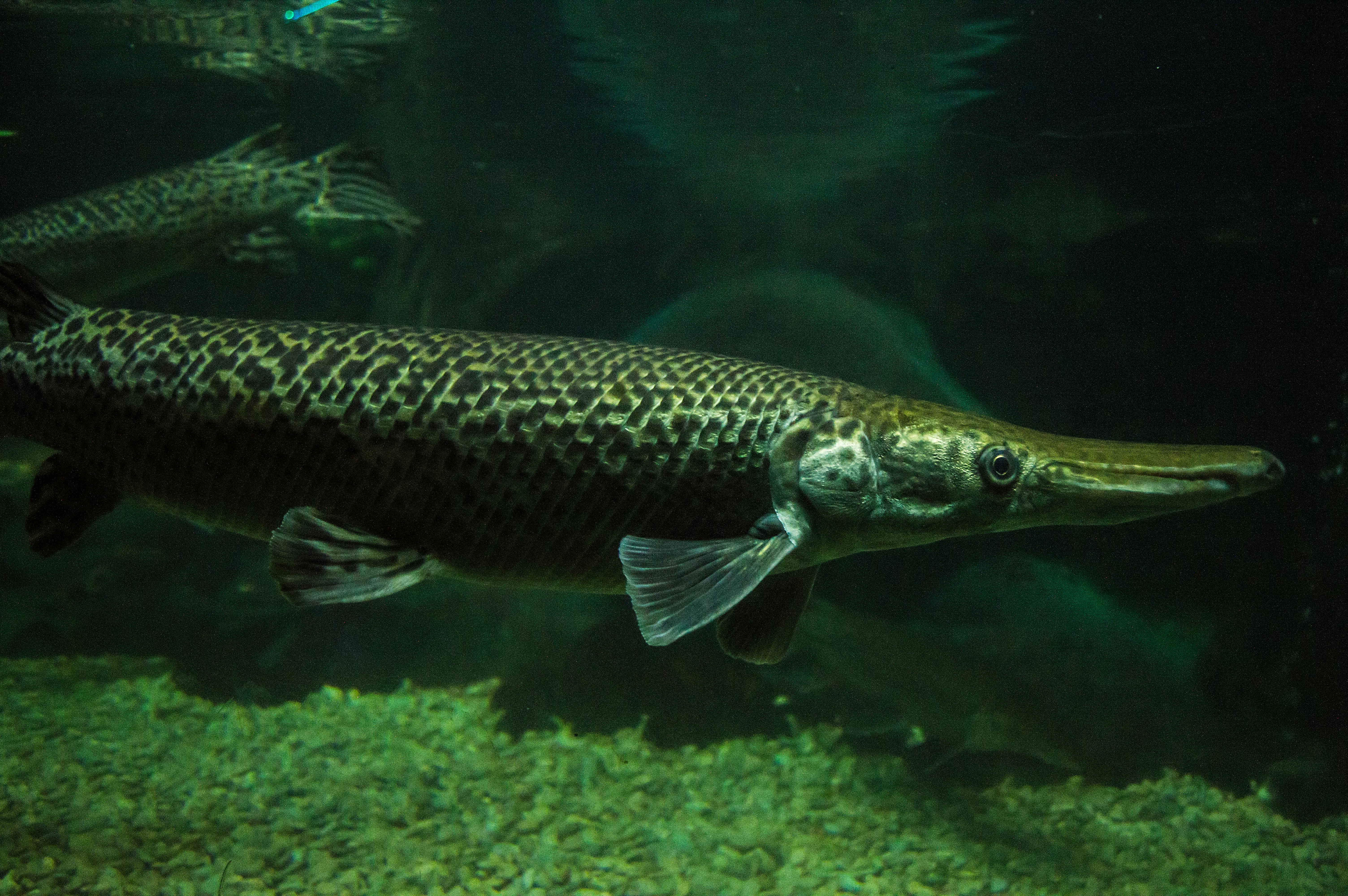 6016x4000 Gar Fish Wallpaper
