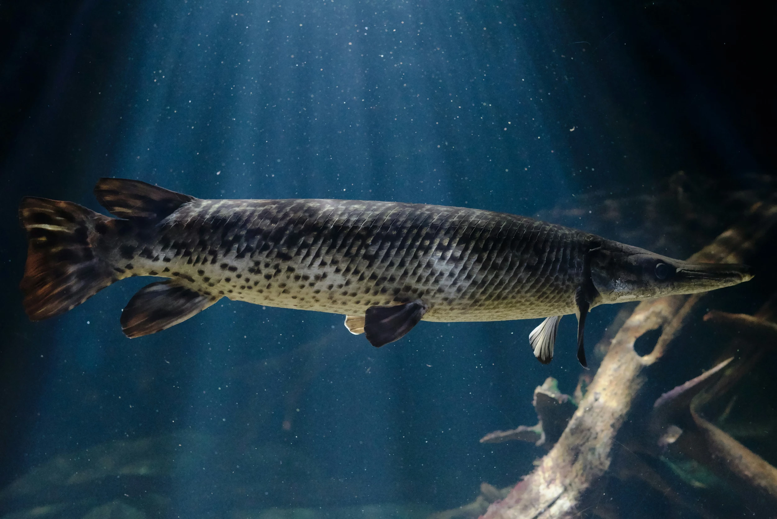 2500x1671 Texas Angler Art Weston Sets New Alligator Gar World Record