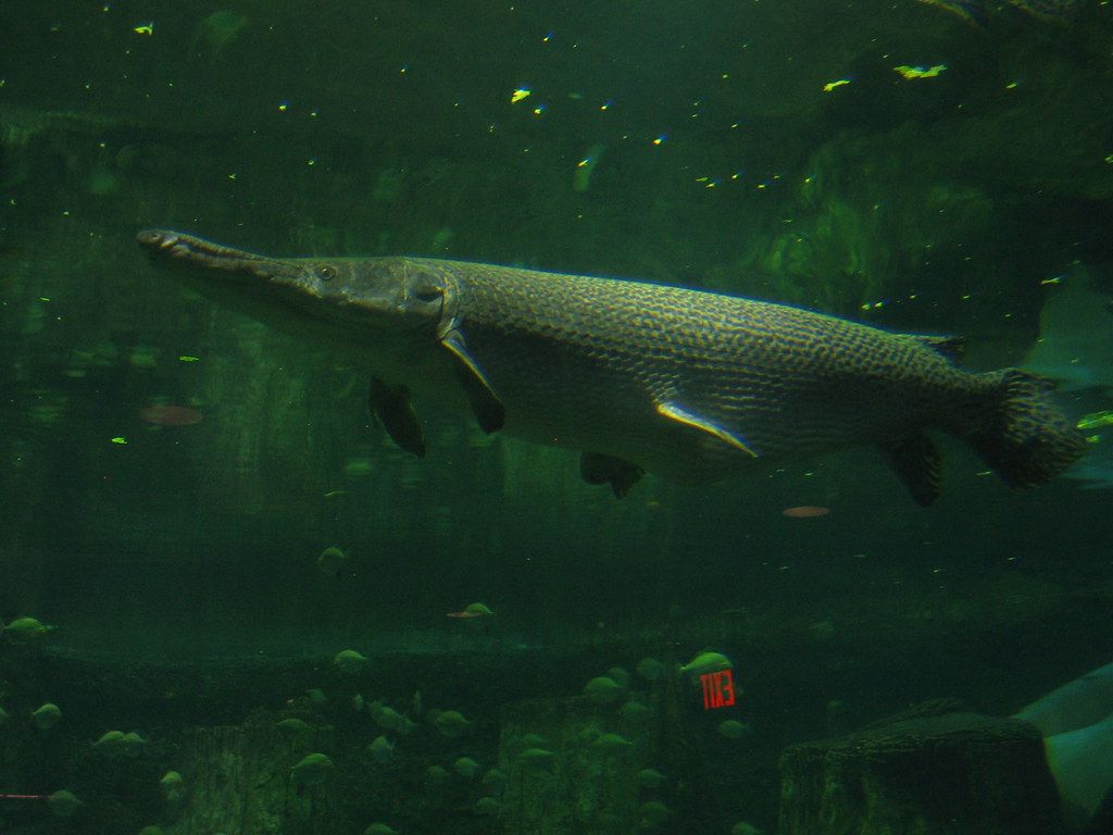 1024x768 Alligator Gar