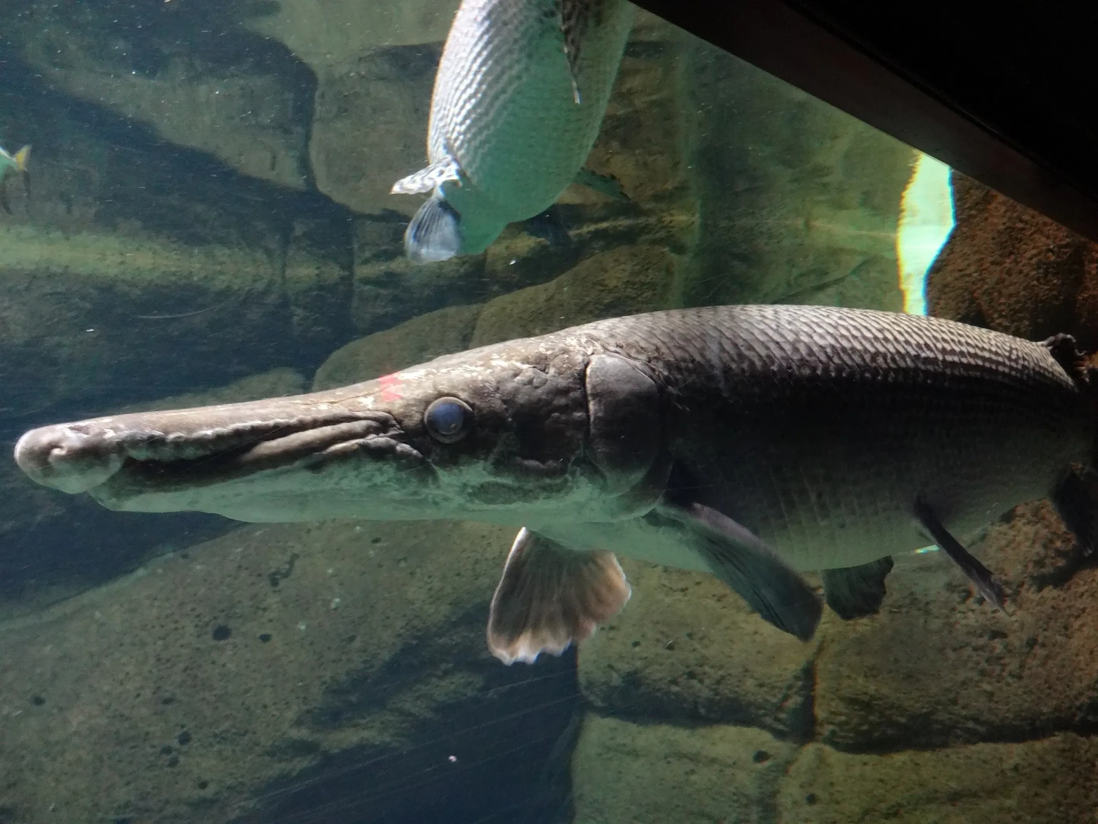 1600x1200 Alligator gar, Diet, Habitat & Picture on Animalia.bio
