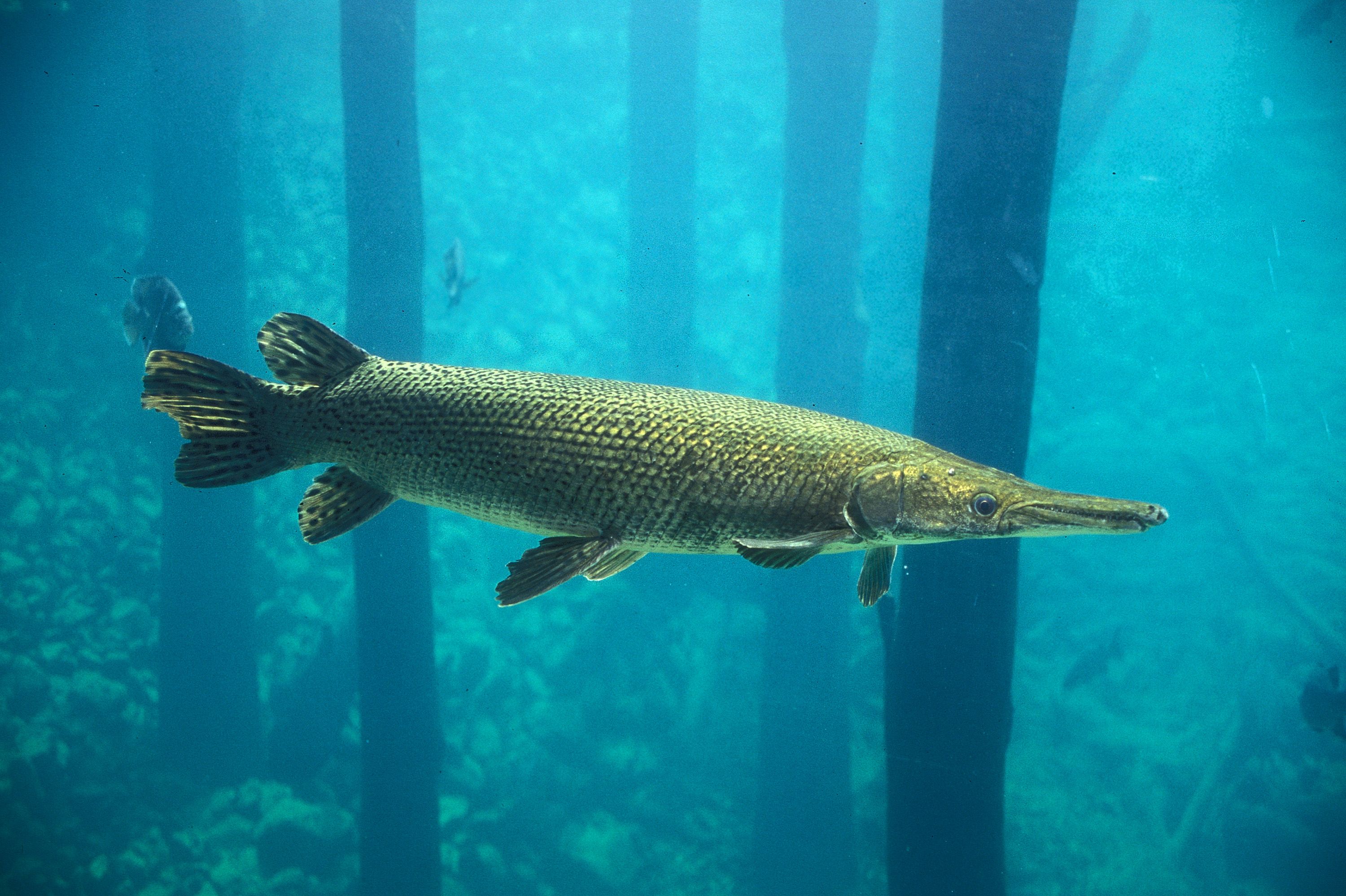 3000x1999 Alligator Gar Image Bomb Video Game