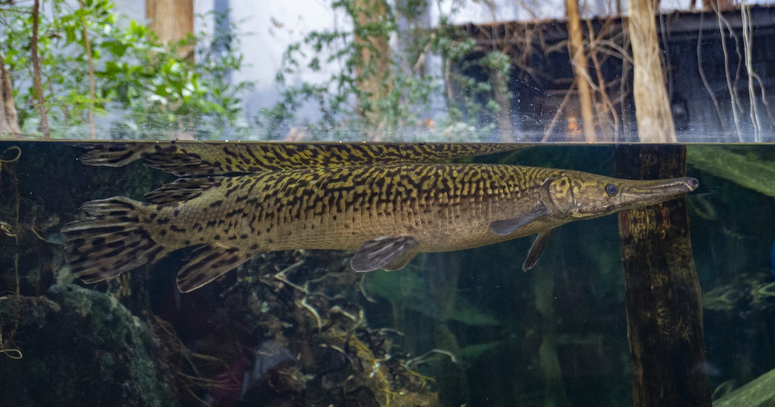 2560x1345 Alligator Gar