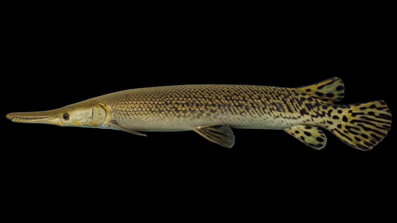 1600x900 Petition · Game Fish Status for Alligator Gar States ·