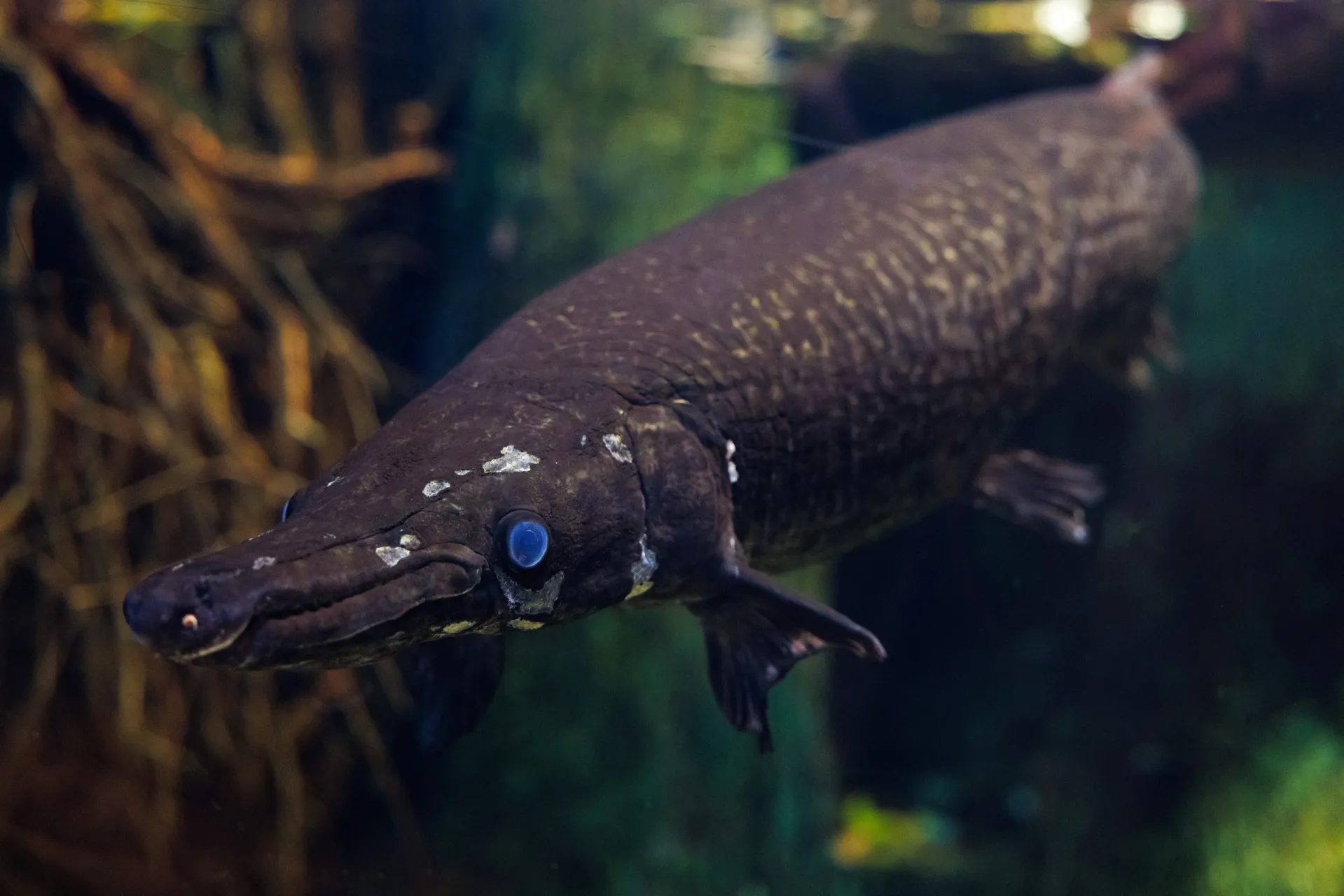 1919x1280 Alligator Gar