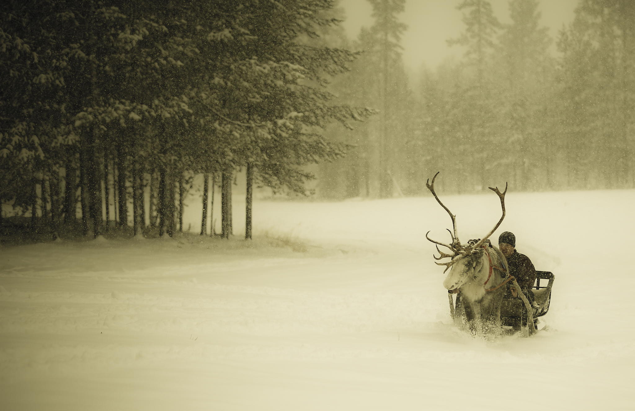 2048x1327 winter, Snow, Snow, Forest, Man, Sleigh, Reindeer, Finland, Christmas Wallpaper HD / Desktop and Mobile Background