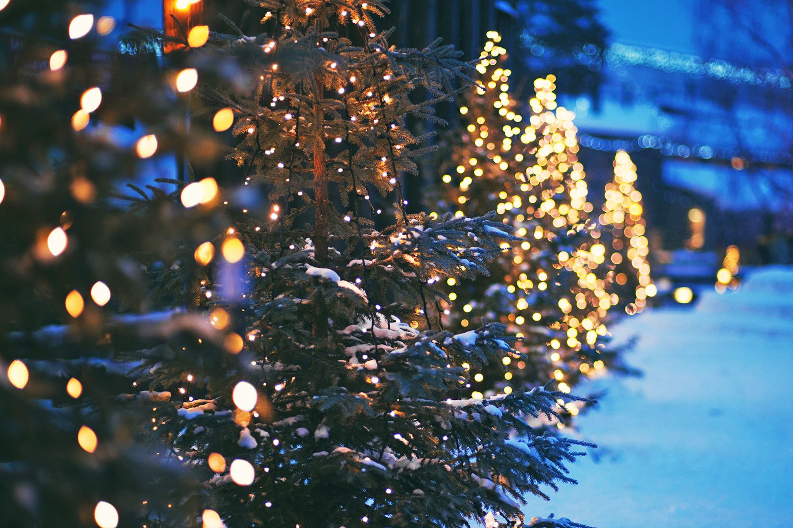 1600x1067 This Covid Christmas calls for a real tree