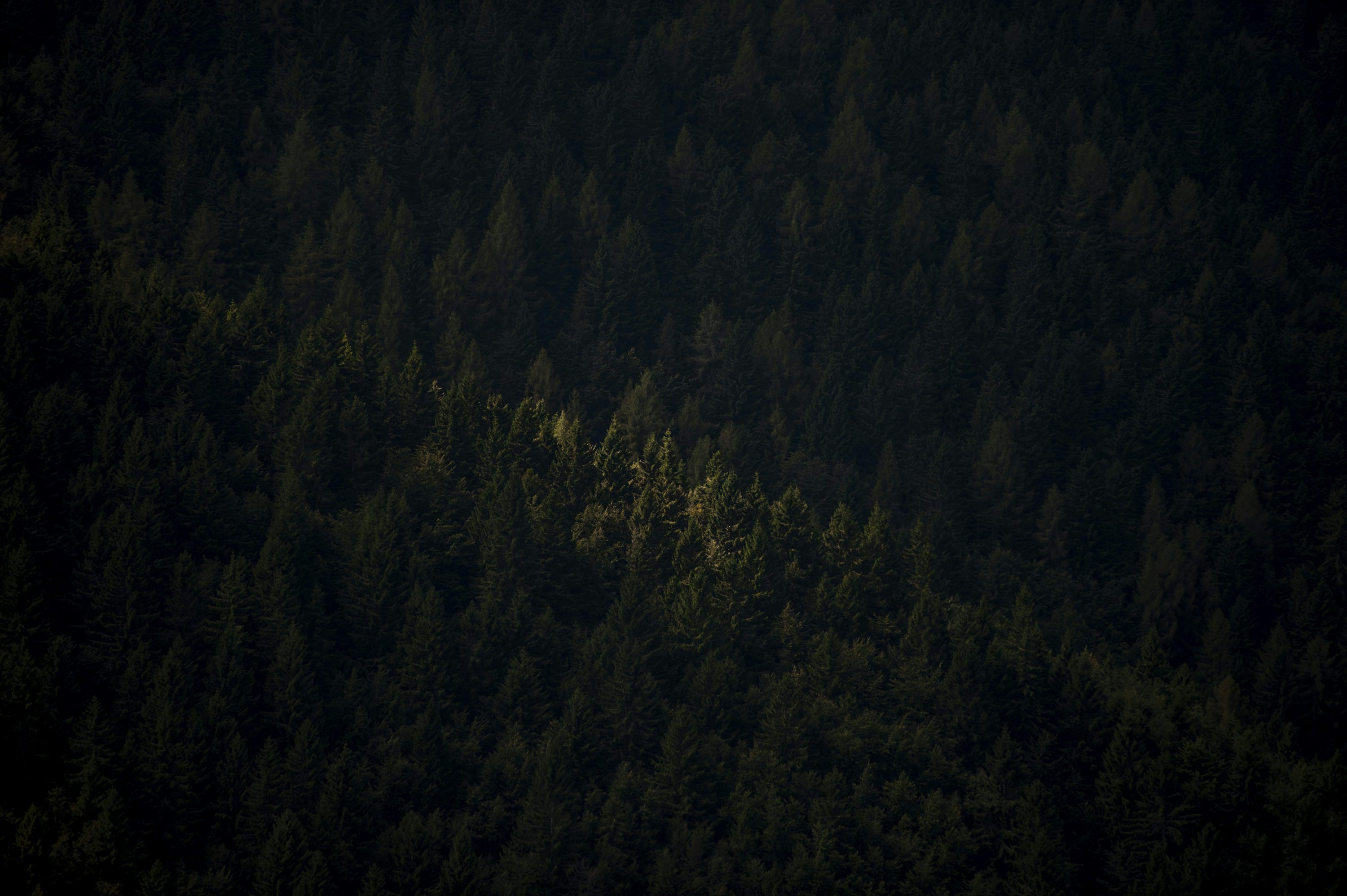 3000x1996 Aerial photo of trees