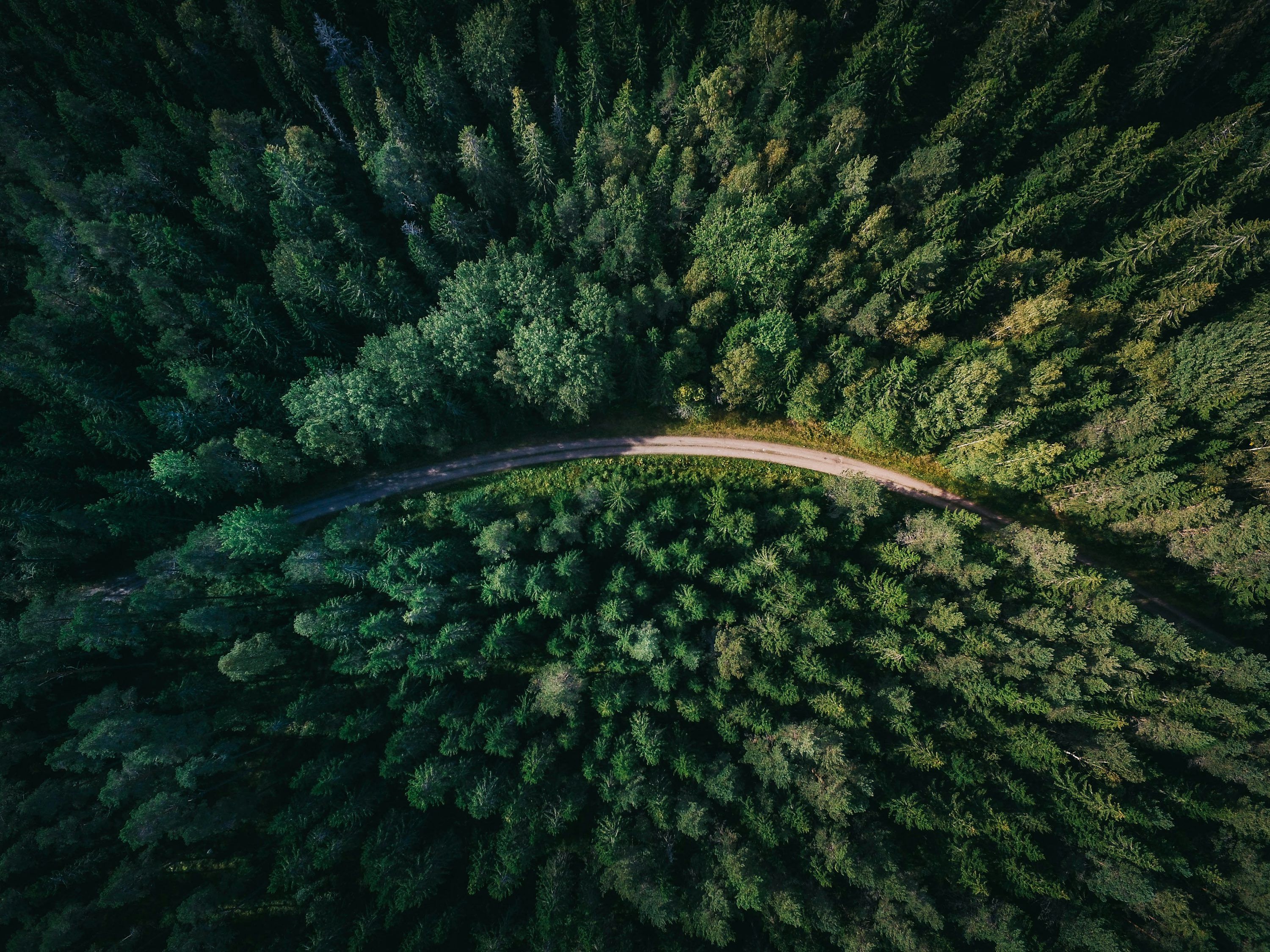 3000x2250 Forest Aerial Picture. Download Free Image