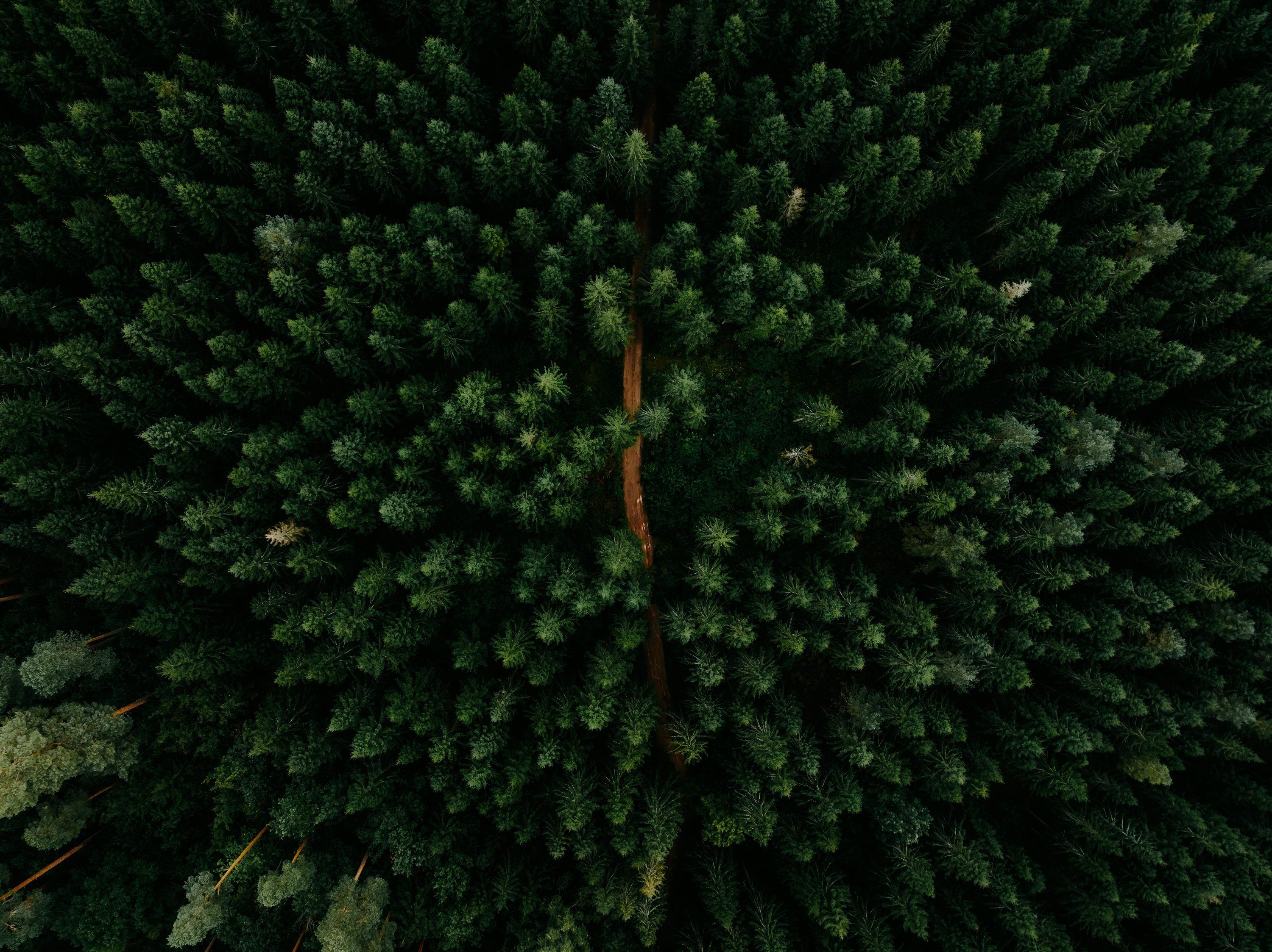 3000x2247 Aerial view of a dense forest with a path