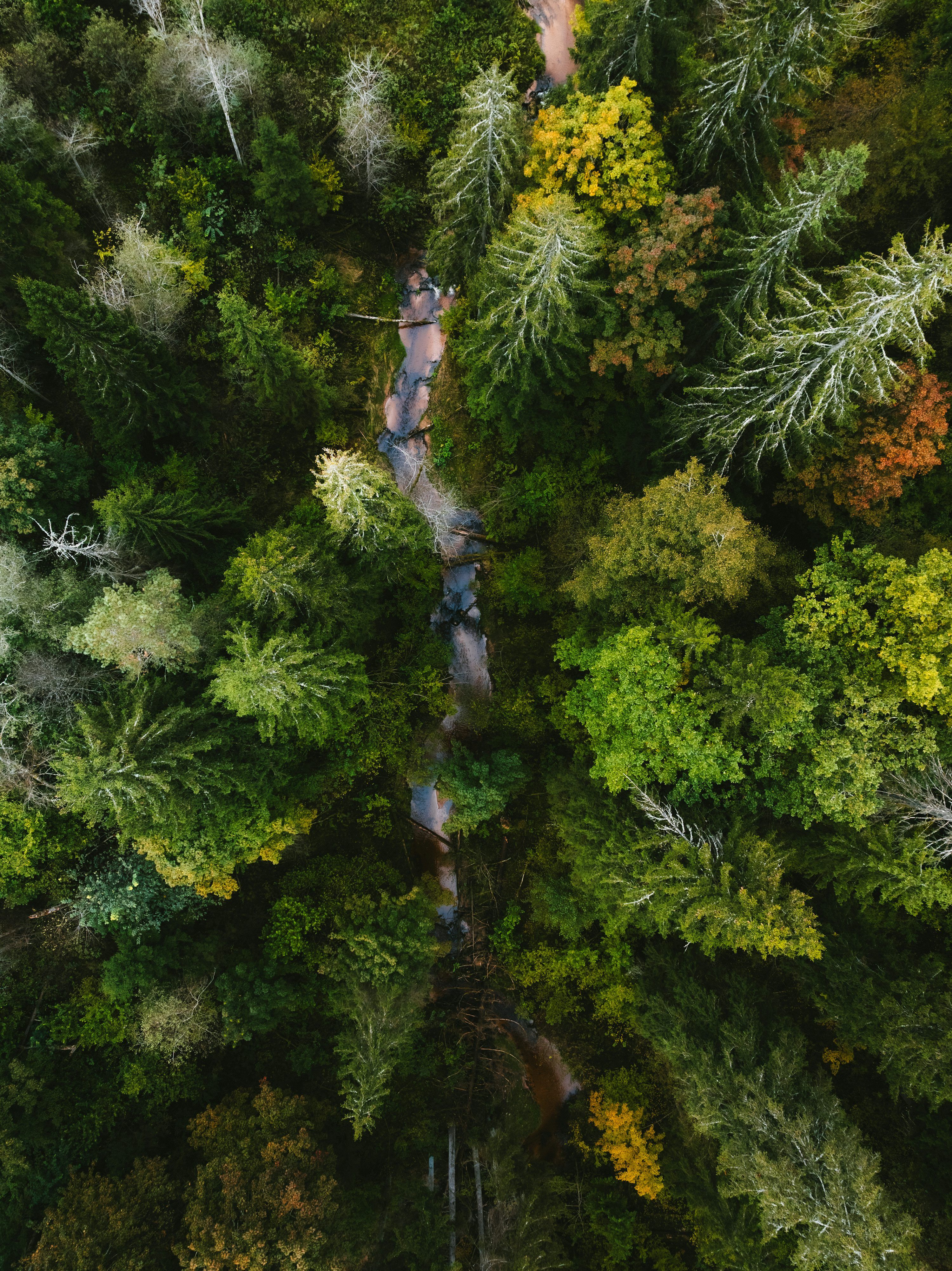 3000x4006 Forest From Above Picture. Download Free Image