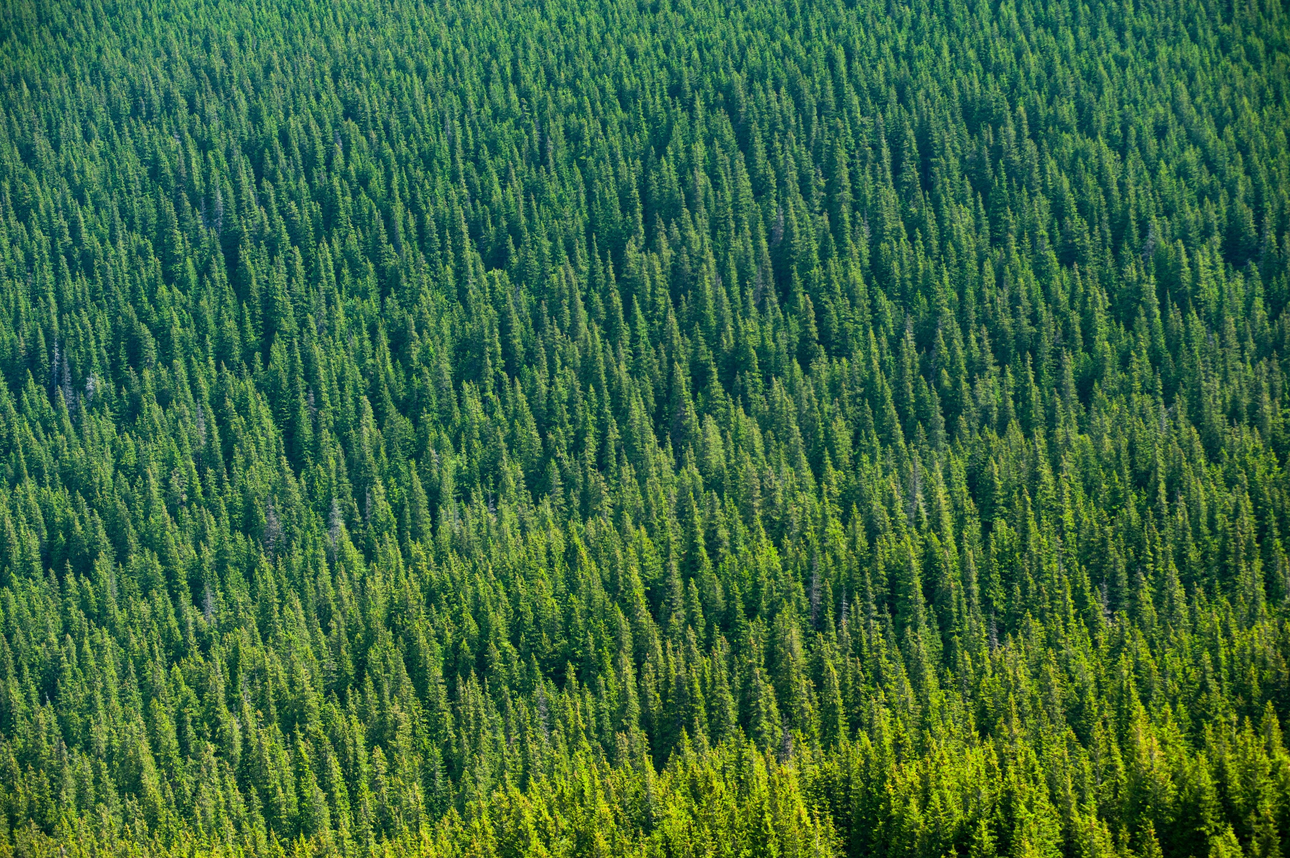 4256x2832 Aerial View Of Trees 4k Wallpaper, HD Photography Wallpaper, 4k Wallpaper , Image, Background, Photos and Picture