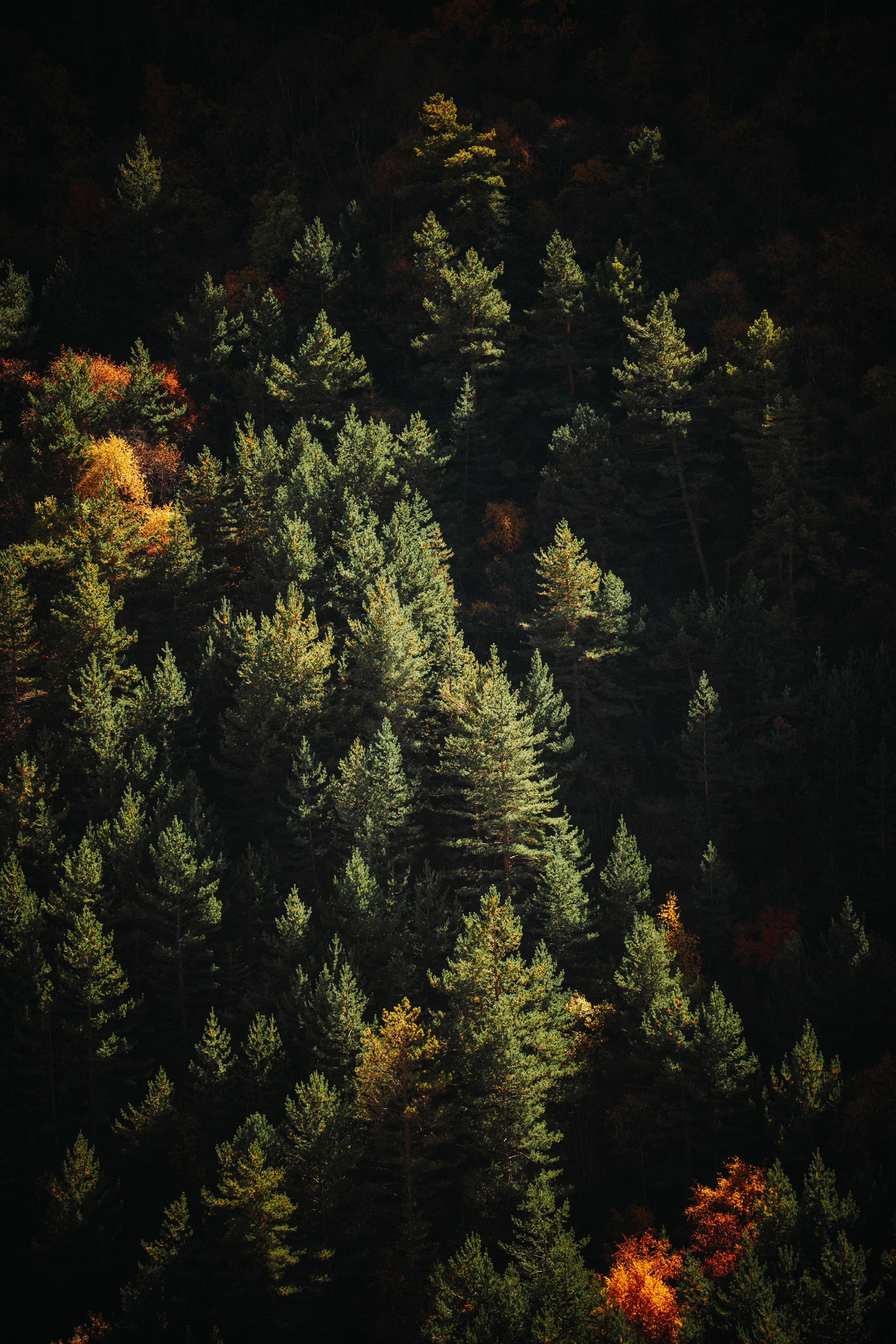 4000x6000 Aerial Autumn Forest with Pine Trees · Free