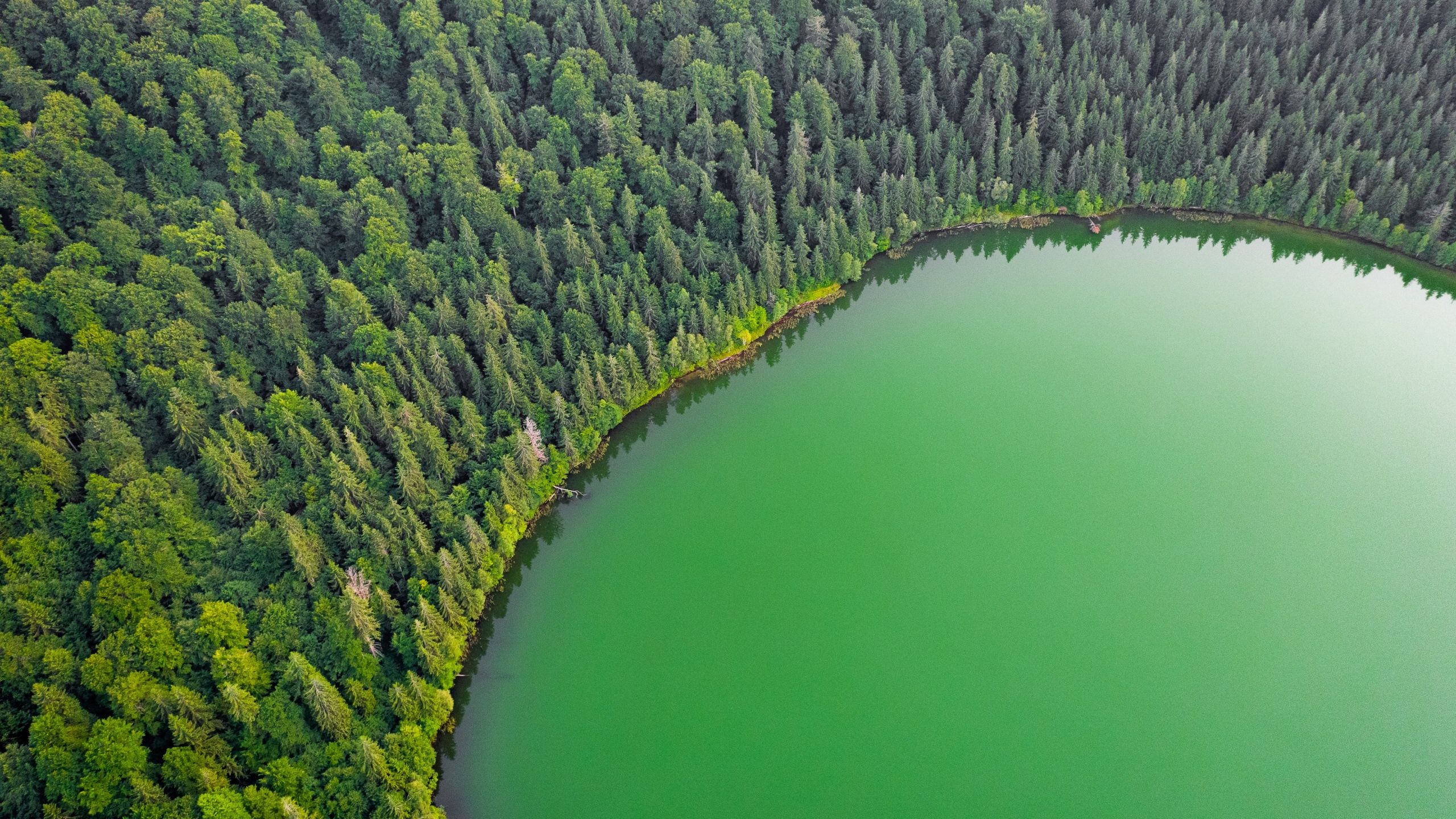2560x1440 Green Lake Wallpaper 4K, Green Trees, Aerial view, Forest