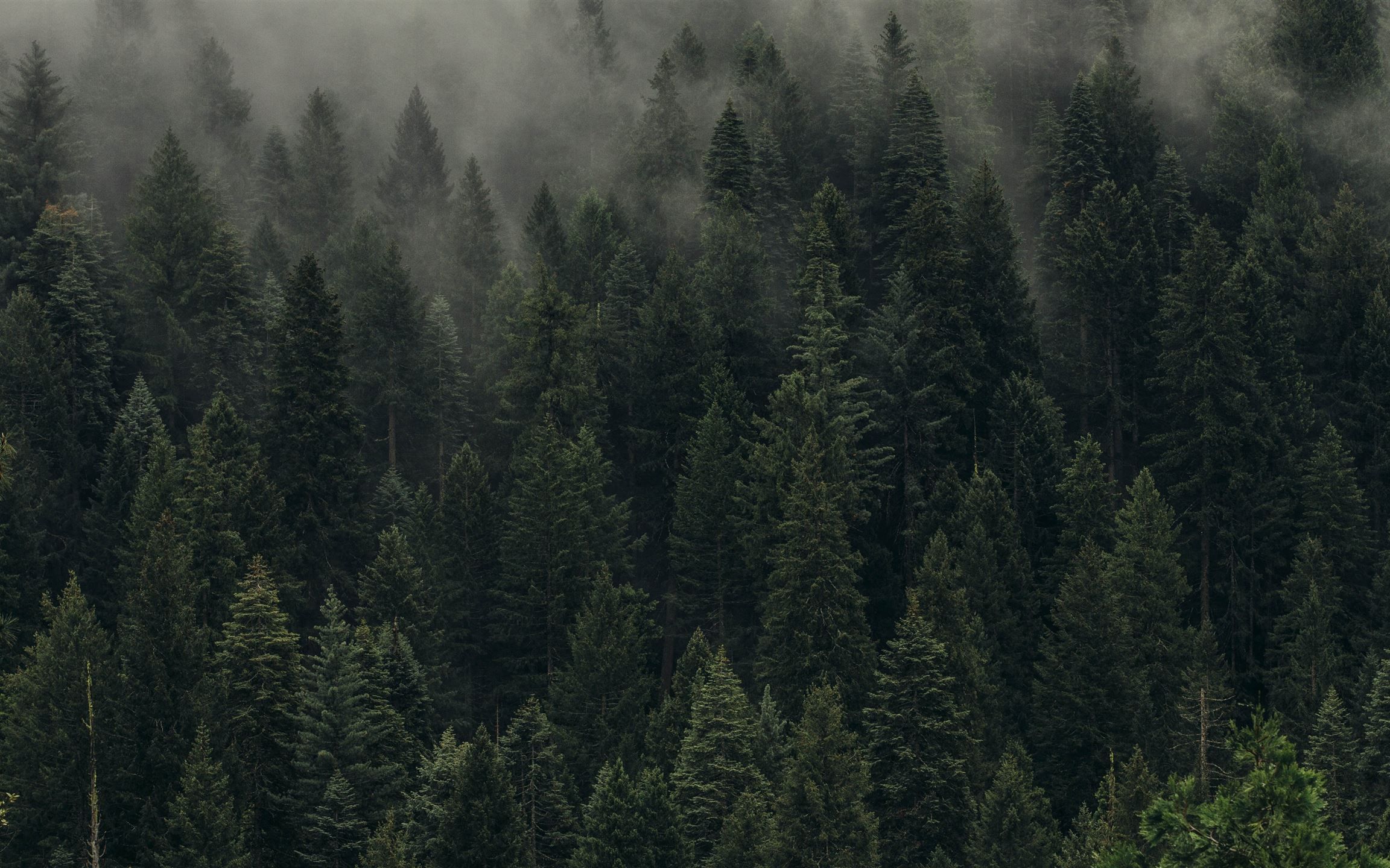 2304x1440 aerial view of pine trees. MacBook Air Wallpaper Download