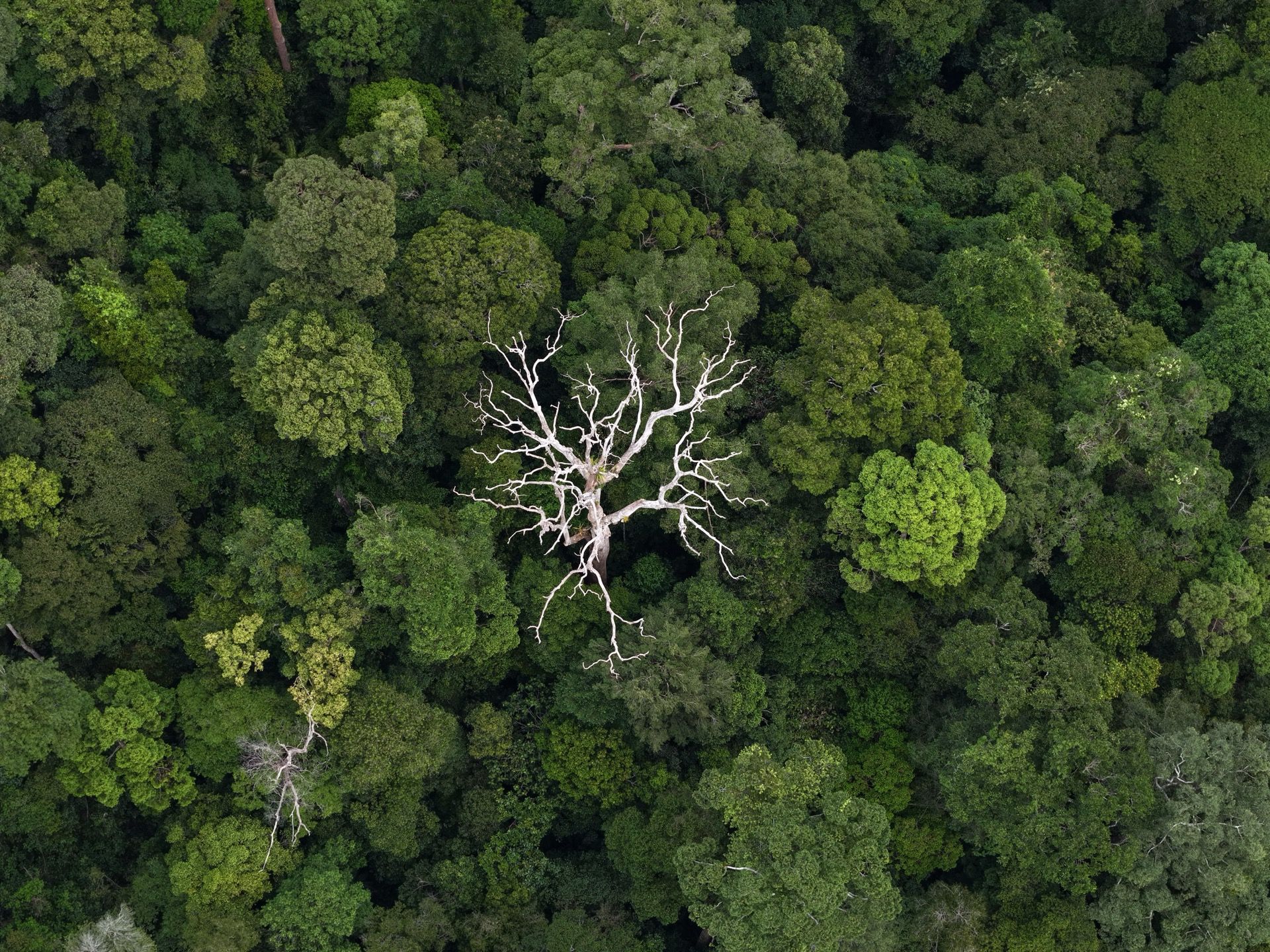 1920x1440 What the forest reveals from above