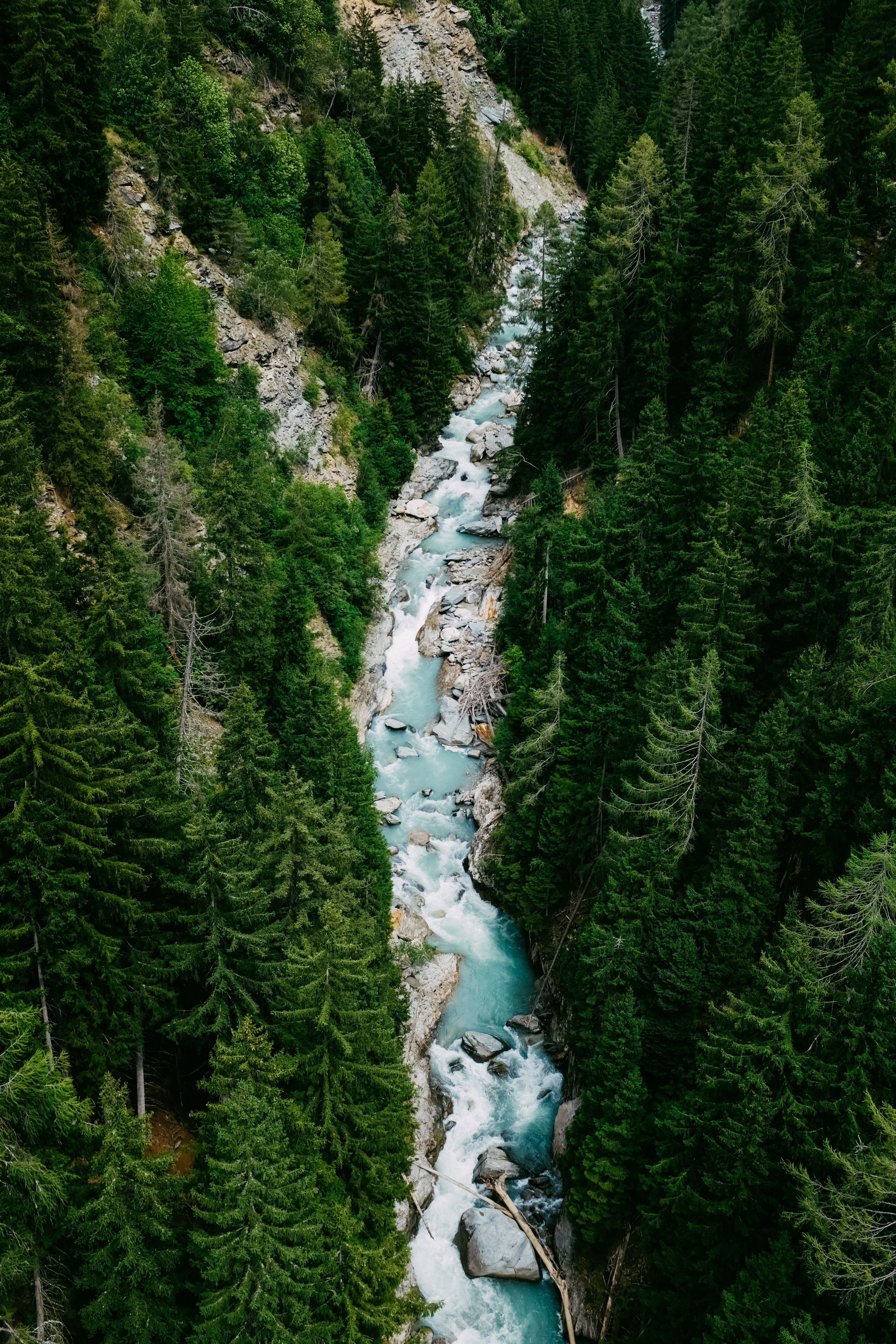 4000x6000 Forest Trees around Stream · Free