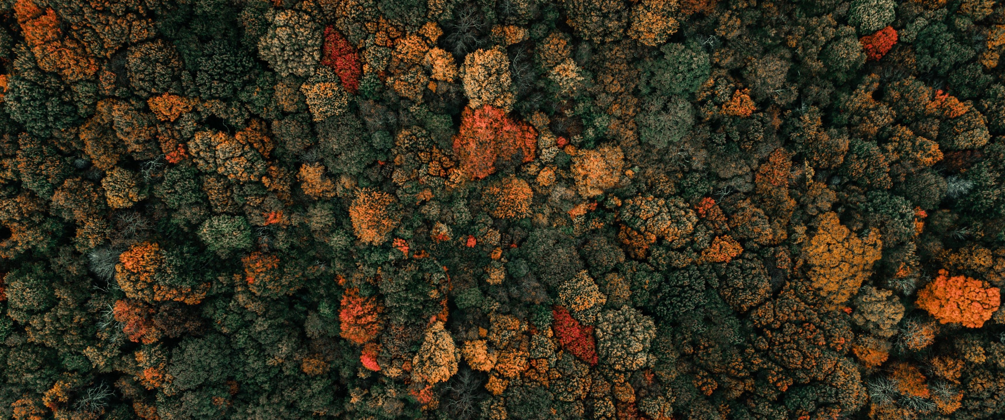 3440x1440 Autumn trees Wallpaper 4K, Drone photo, Forest, Aerial view