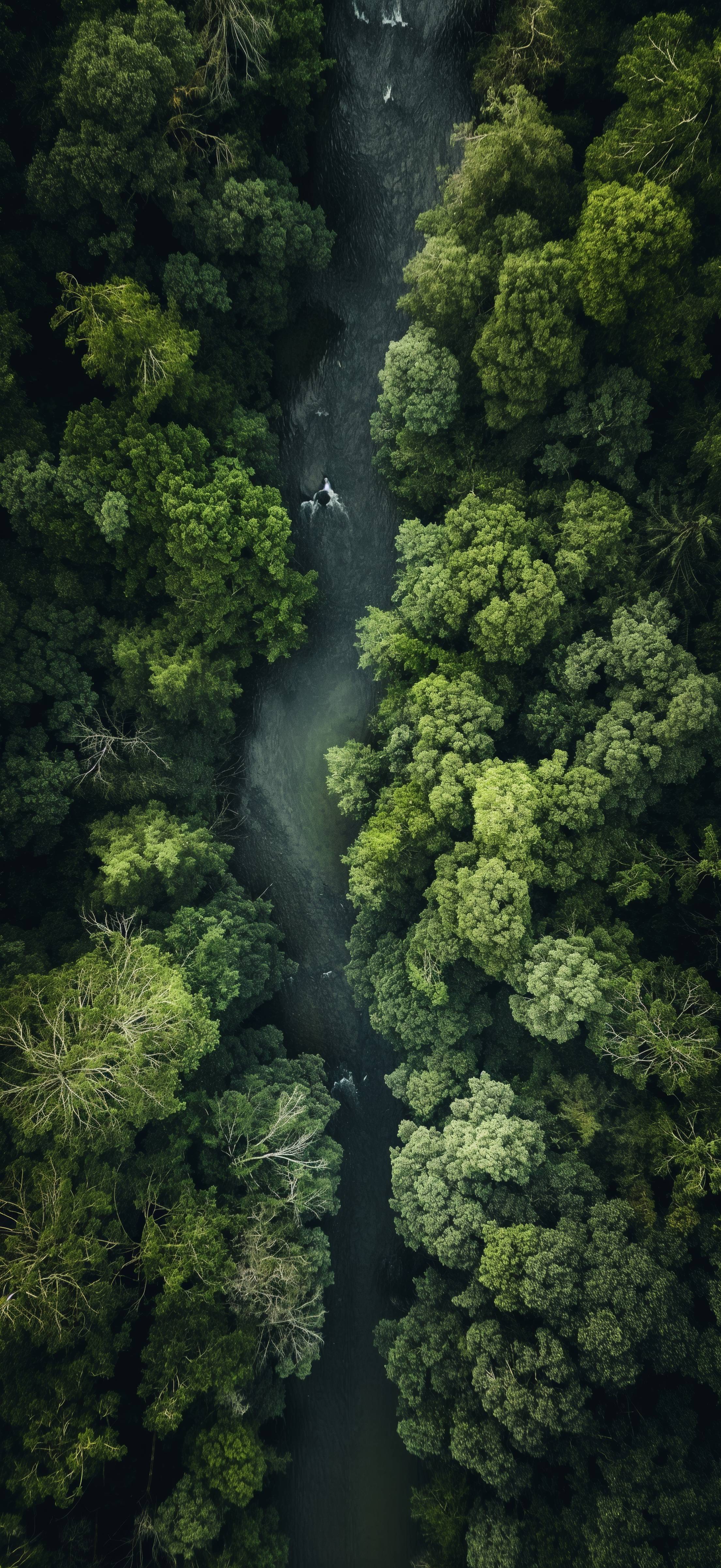 2210x4804 River in the Forest Drone Top View. Free Nature Image