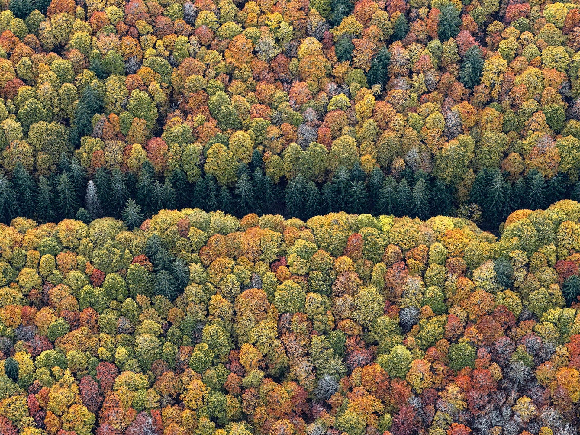 1920x1440 Dense Autumn Trees Blanket a Mountainous Bavarian Forest in Bernhard Lang's Aerial Photo