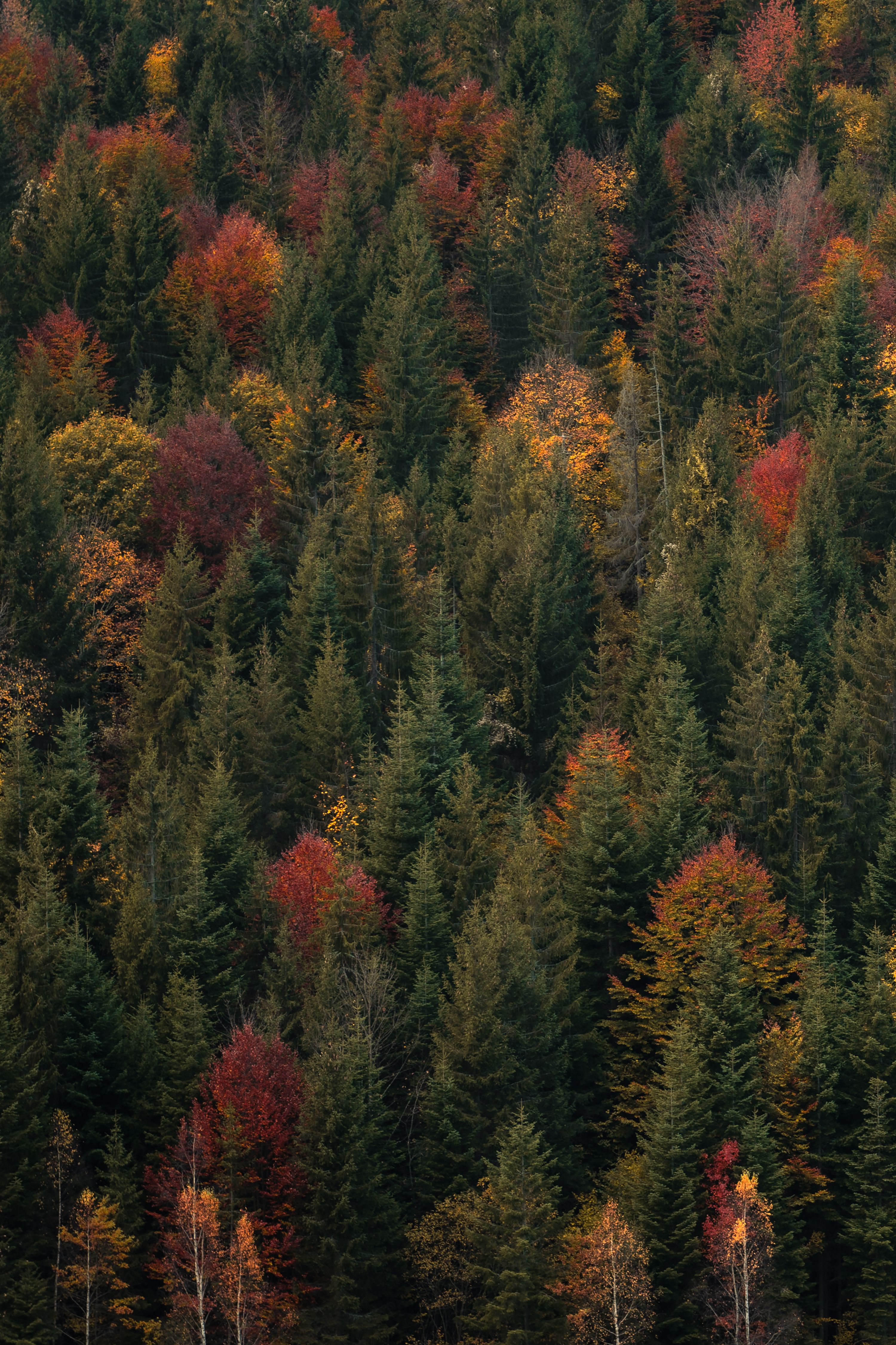 3000x4500 Drone shot wallpaper of trees, lakes, and mountains for iPhone