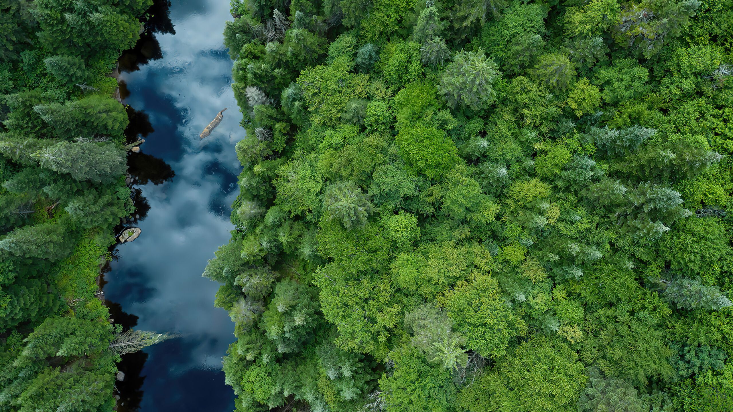 2560x1440 River Forest Trees Aerial View Nature Wallpaper 4K PC Desktop e