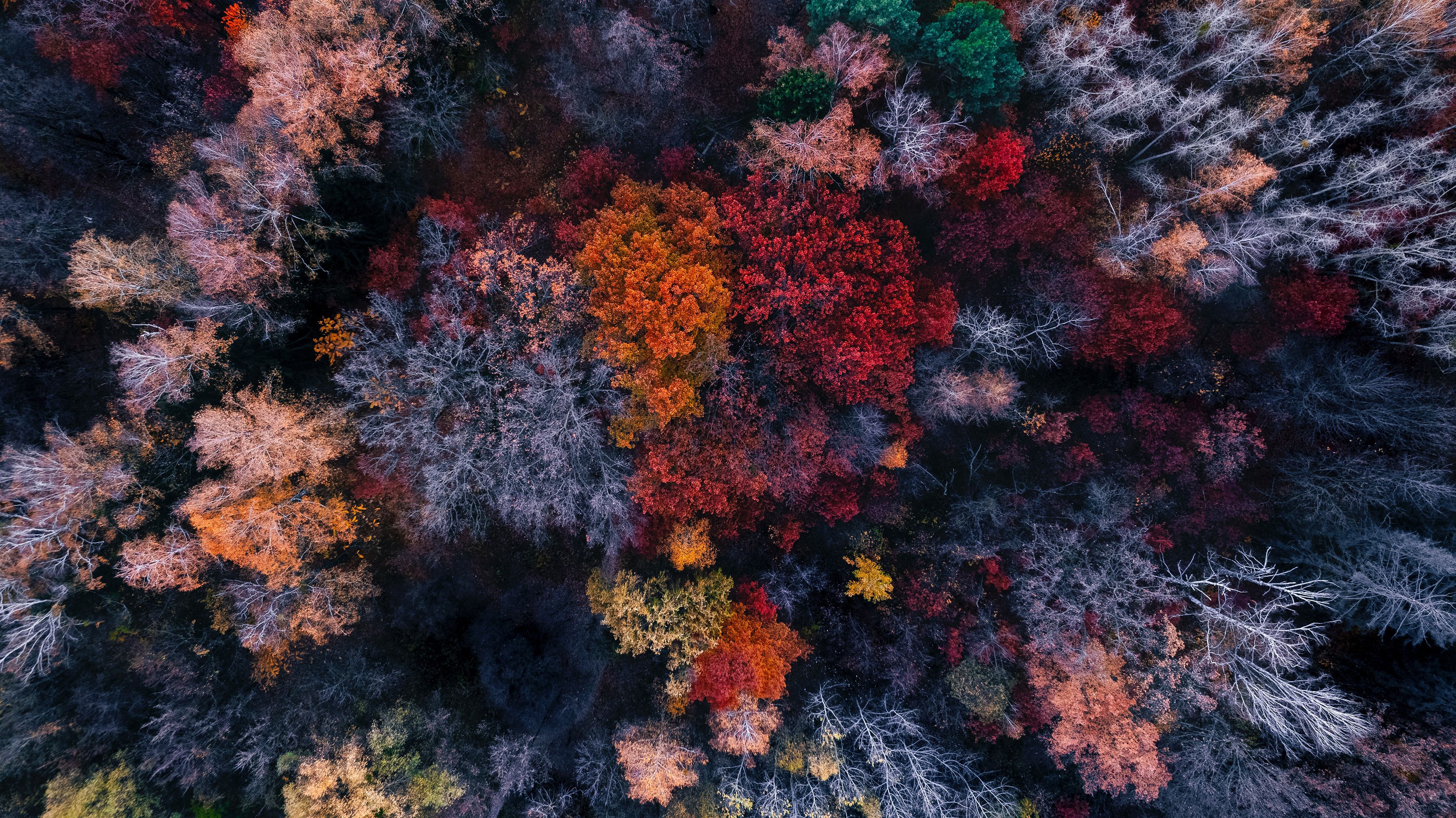 3840x2160 Autumn Colourful Trees Aerial View Forest Nature Wallpaper 4K HD PC f