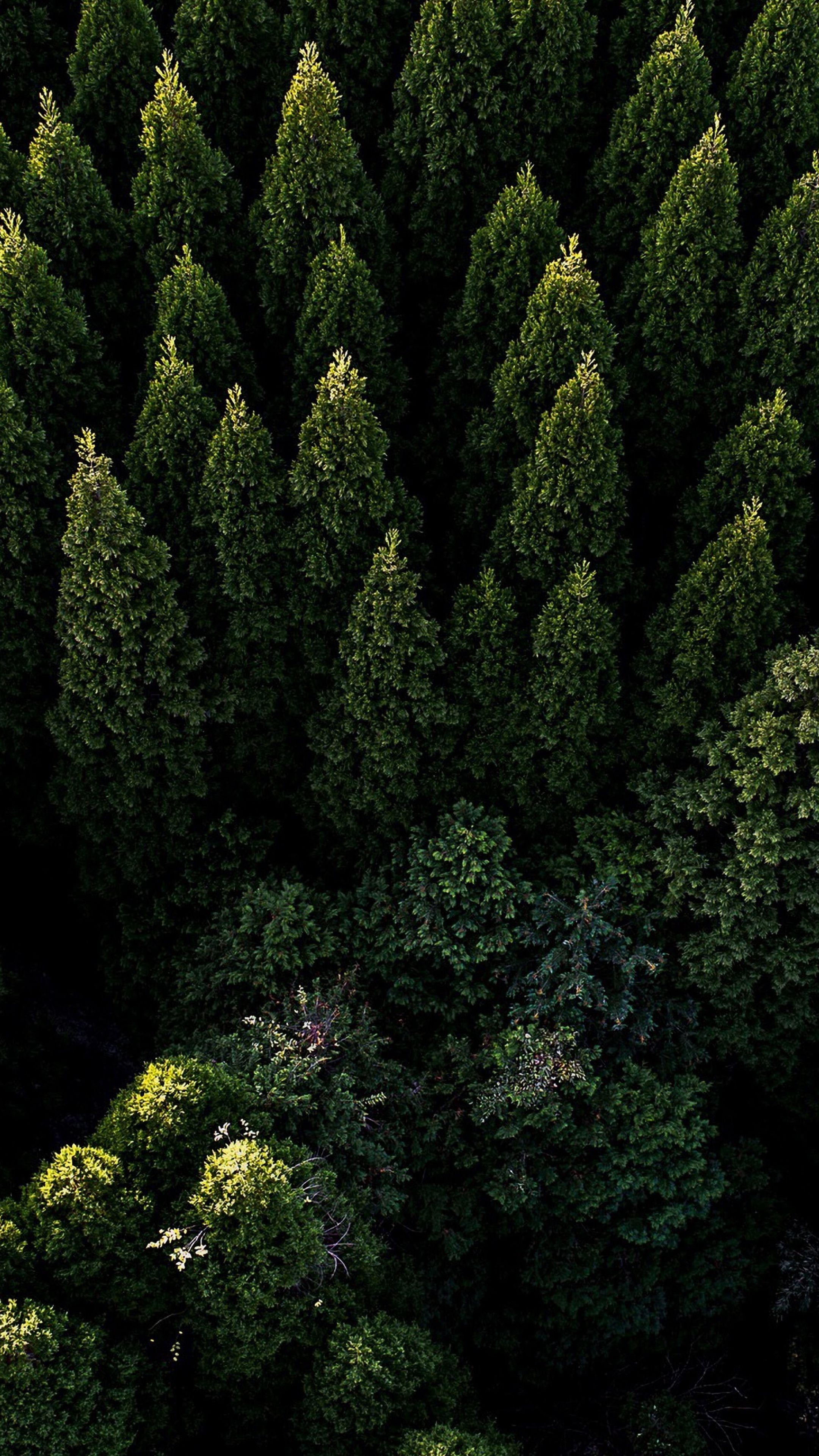 2160x3840 Tree Wallpaper