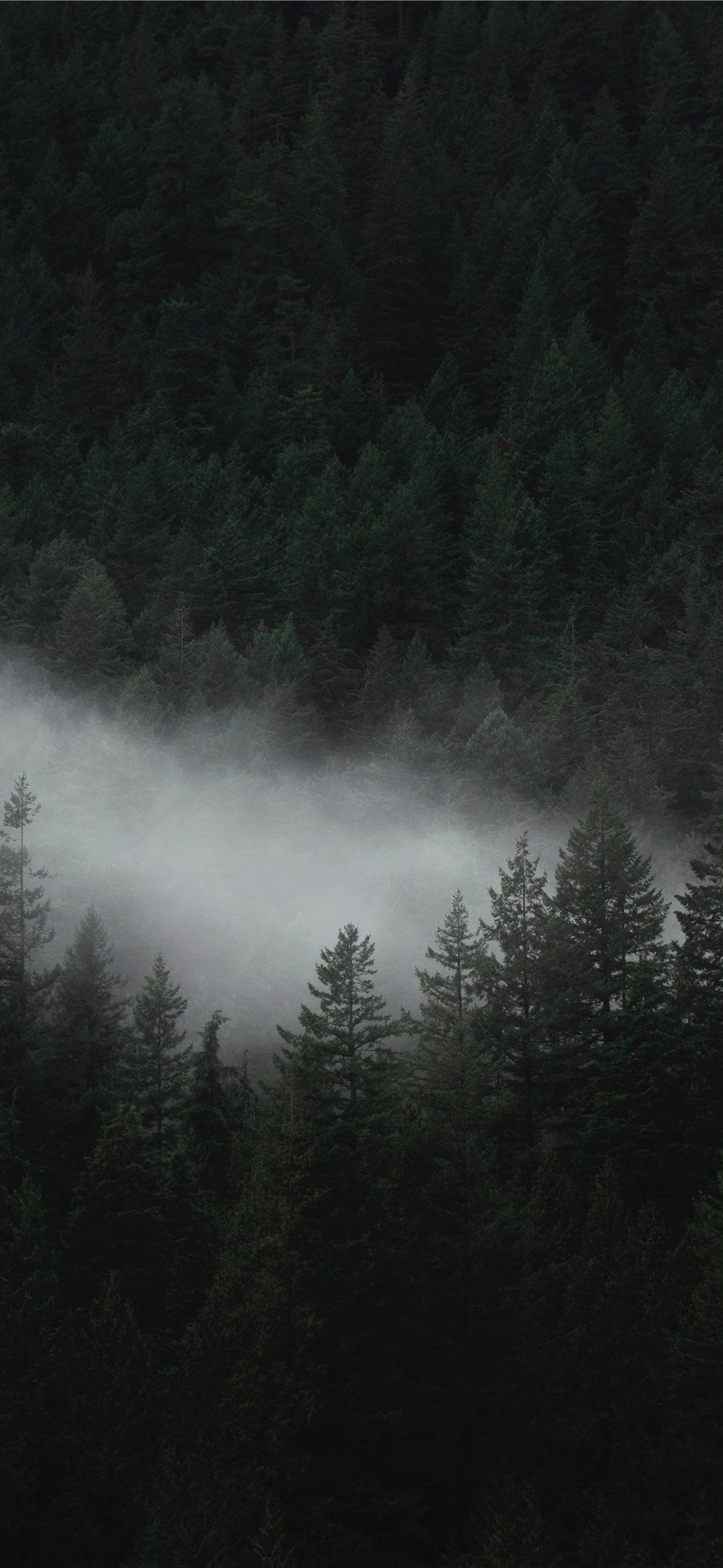 1125x2436 aerial photo of trees iPhone X Wallpaper Free Download