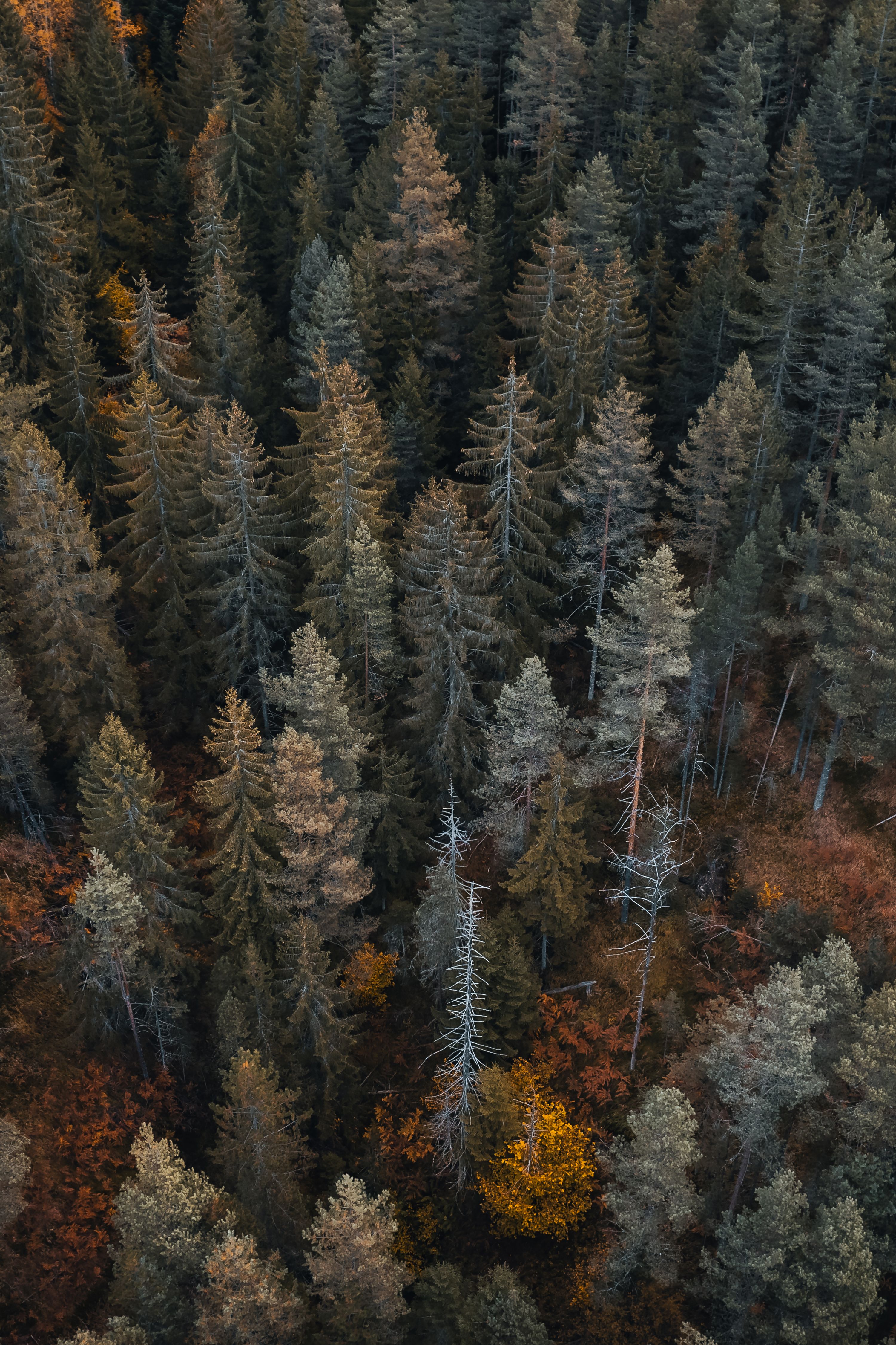 3000x4500 Drone shot wallpaper of trees, lakes, and mountains for iPhone