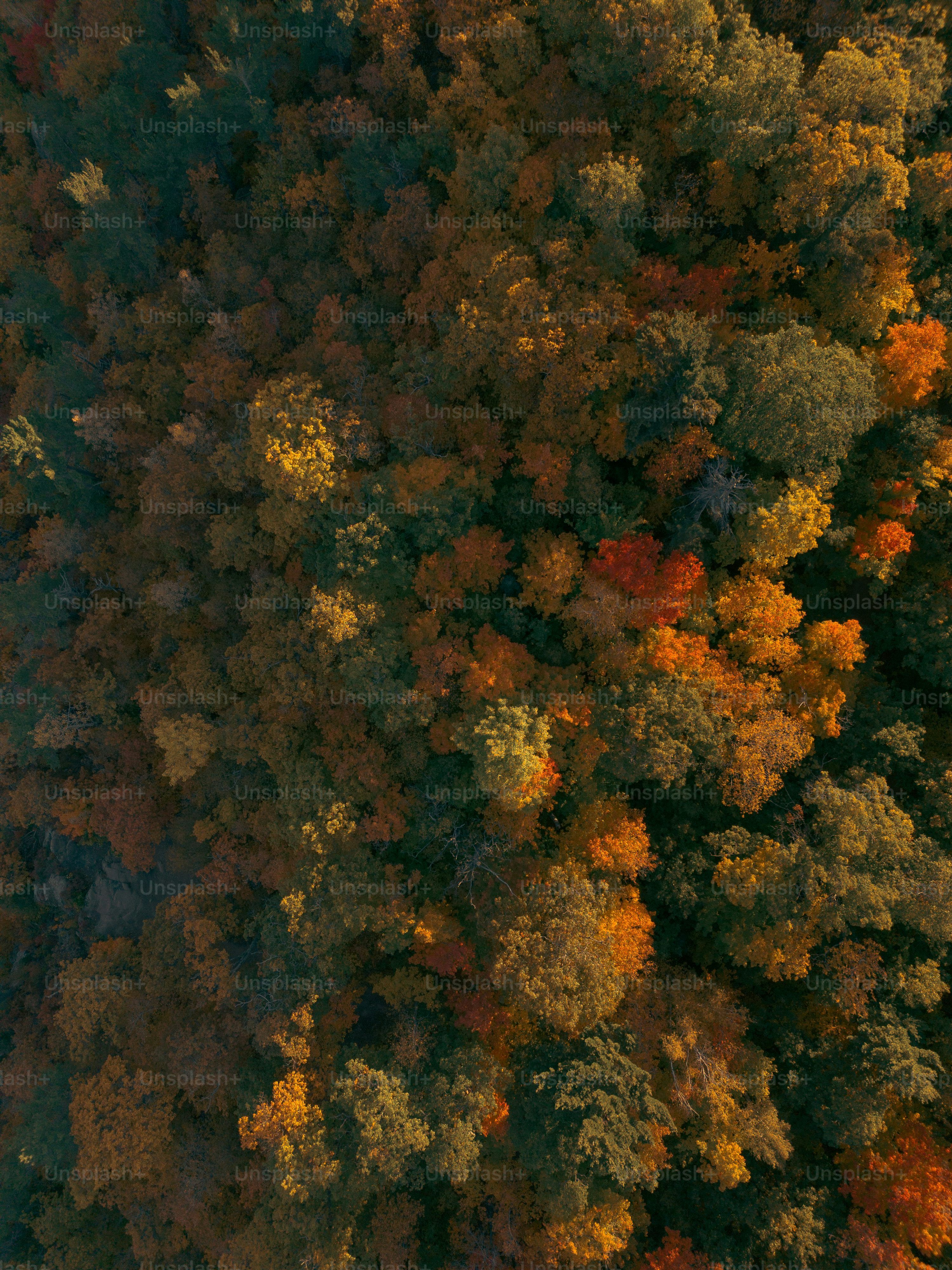 3000x4000 Autumn Tree Top View Wallpaper