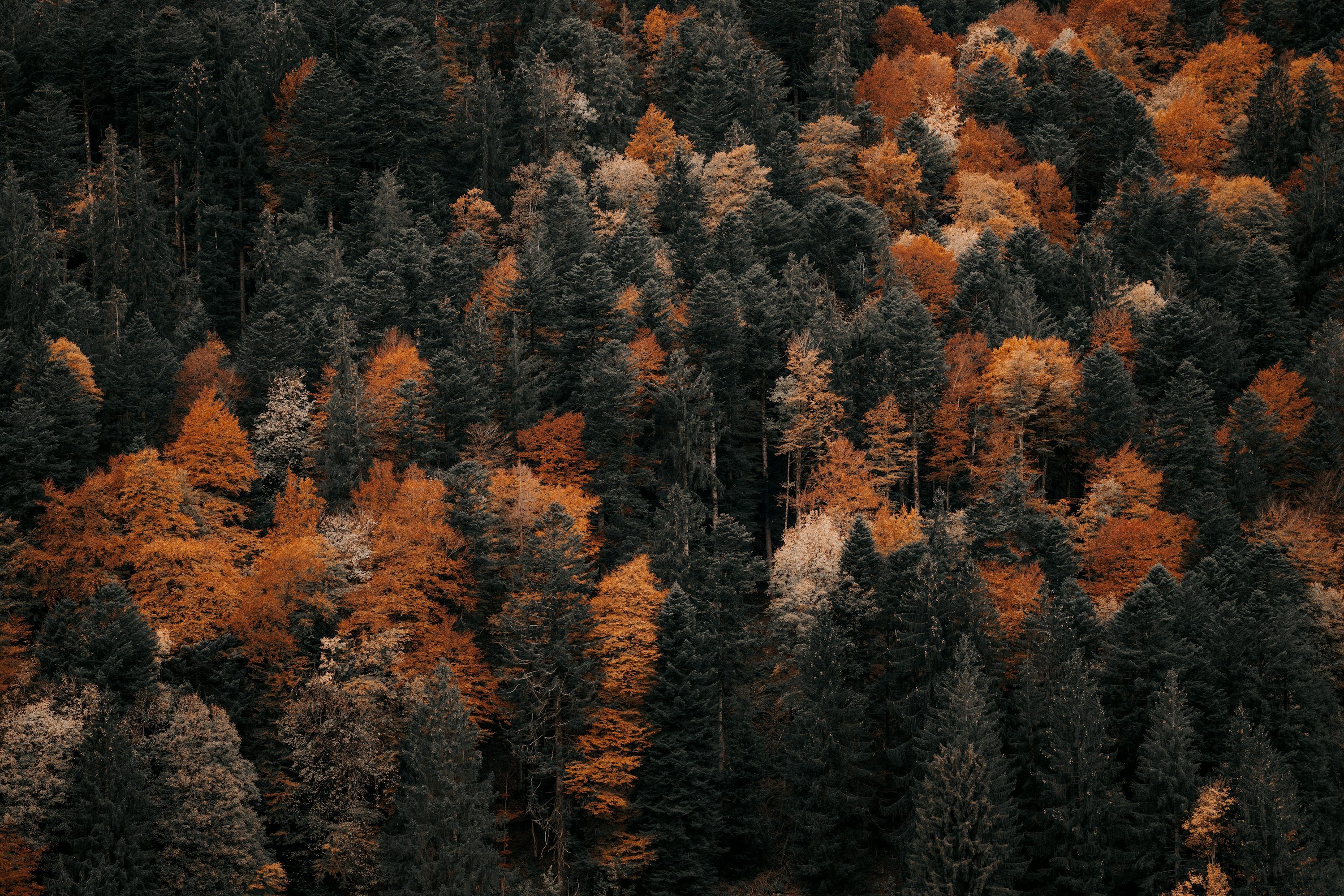 3000x2000 Autumn Tree Top View Wallpaper