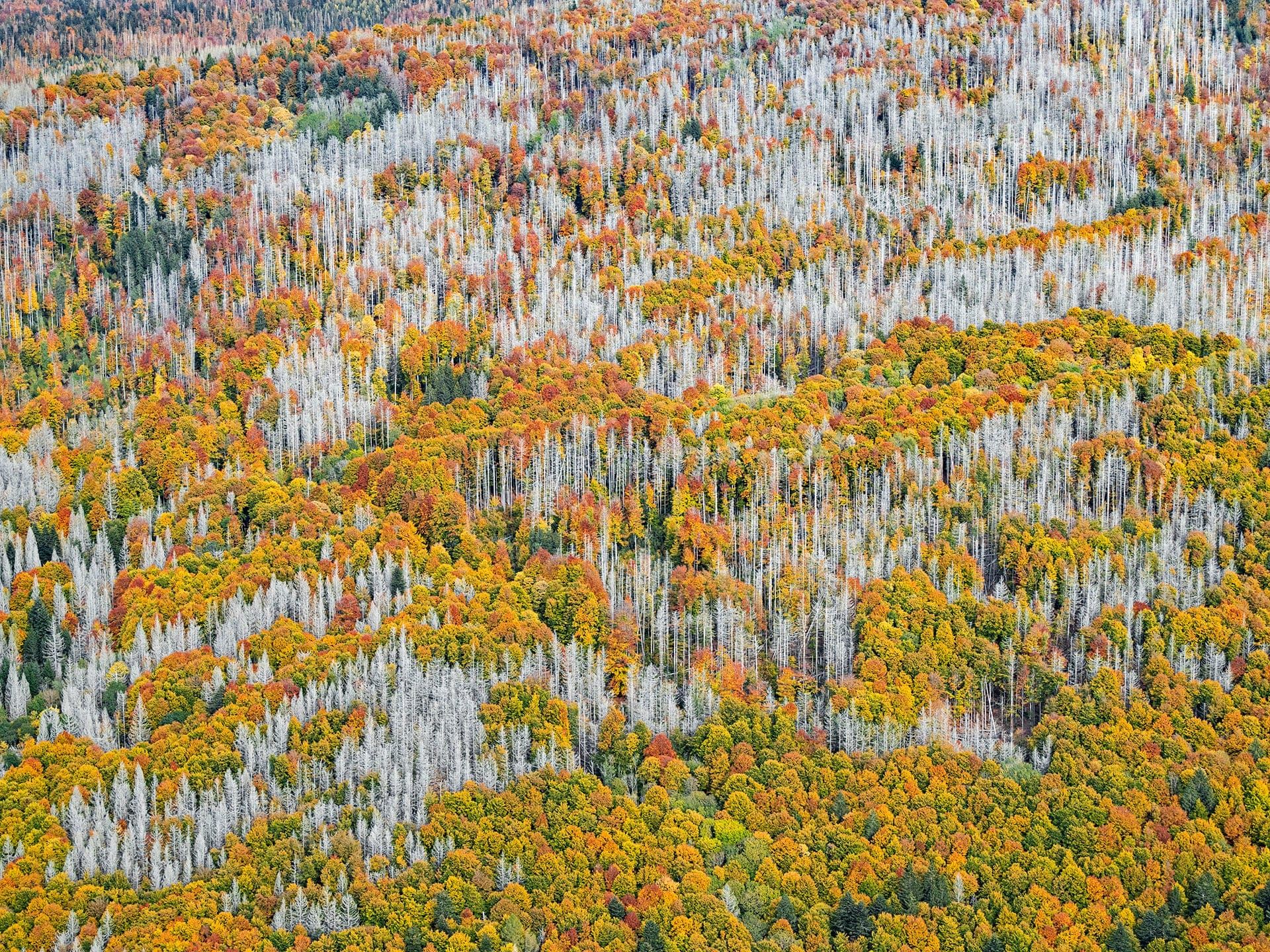 1920x1440 Dense Autumn Trees Blanket a Mountainous Bavarian Forest in Bernhard Lang's Aerial Photo