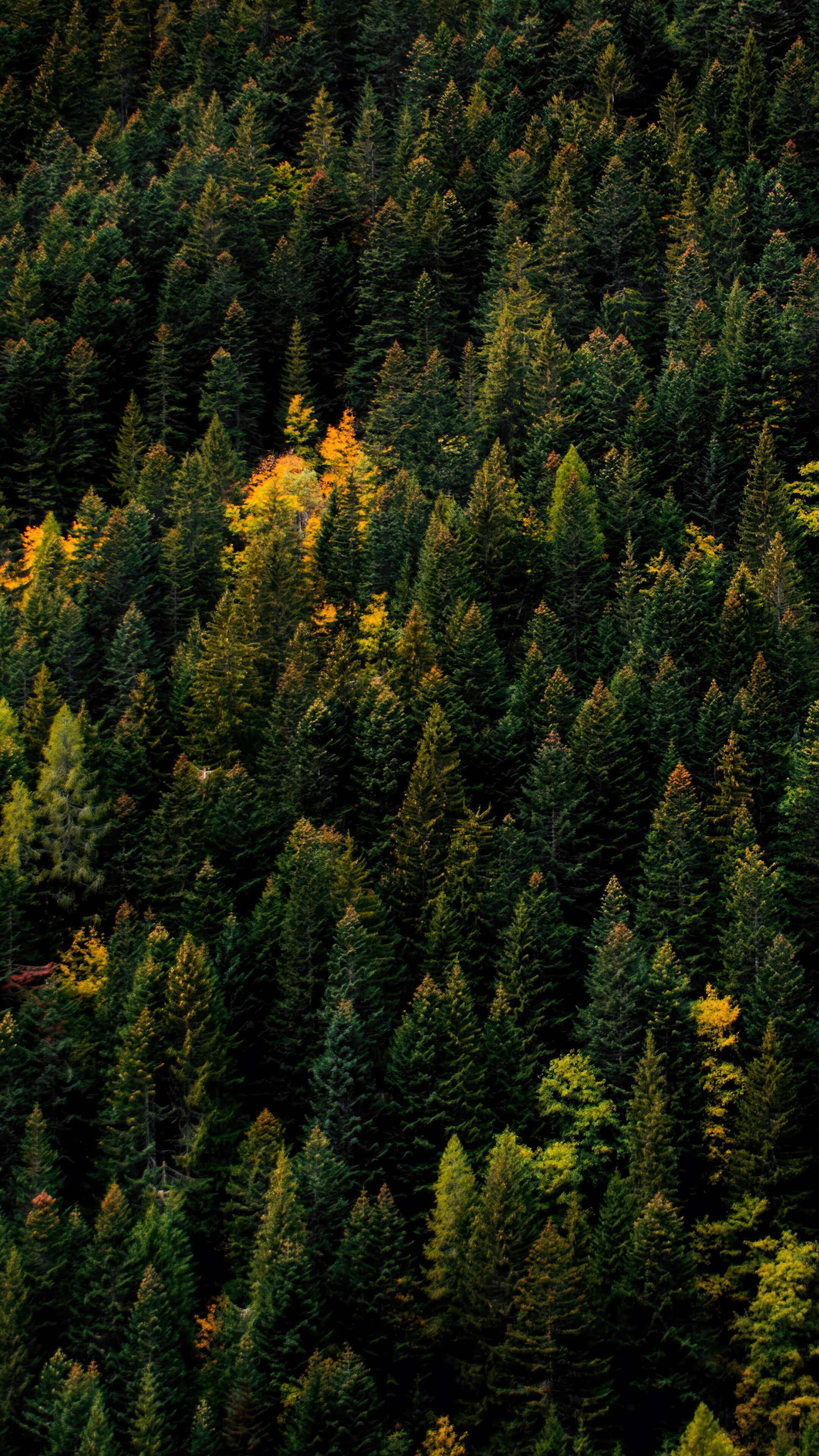 2160x3840 Forest Pine Trees Nature Wallpaper 4K 8K HD PC a