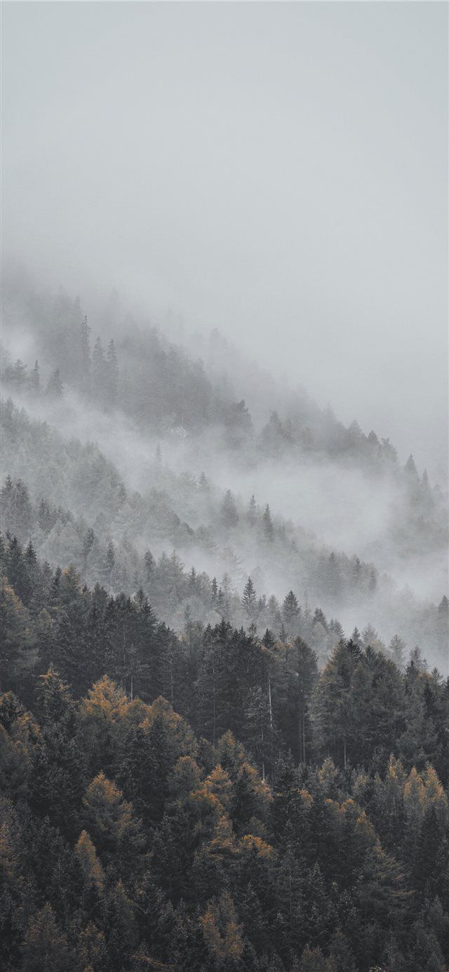 640x1385 aerial photography of forest covered with snow dur. iPhone X Wallpaper Free Download