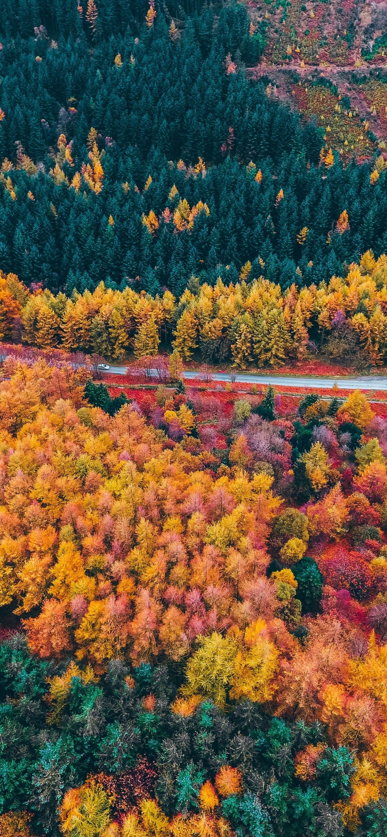 1284x2778 Autumn Trees iPhone Wallpaper