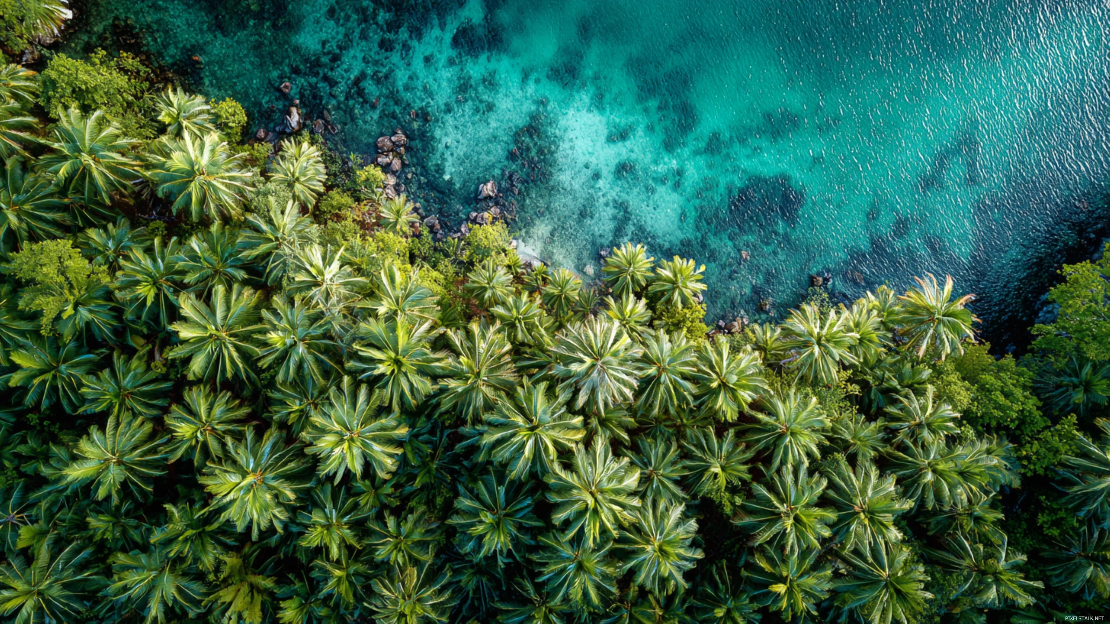 3840x2160 Palm Tree Desktop Wallpaper 4K