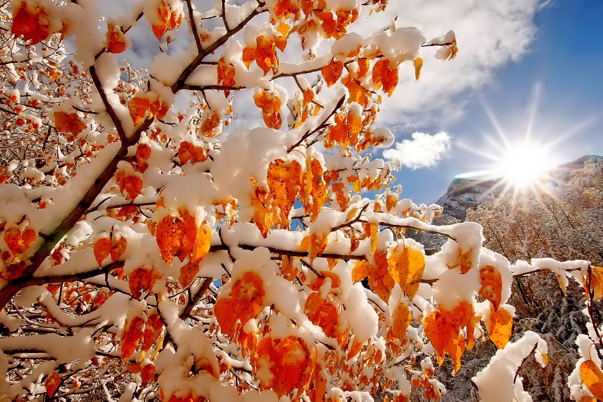 2048x1365 Winter Sunbeam: Snow Kissed Autumn Leaves HD Wallpaperx1365
