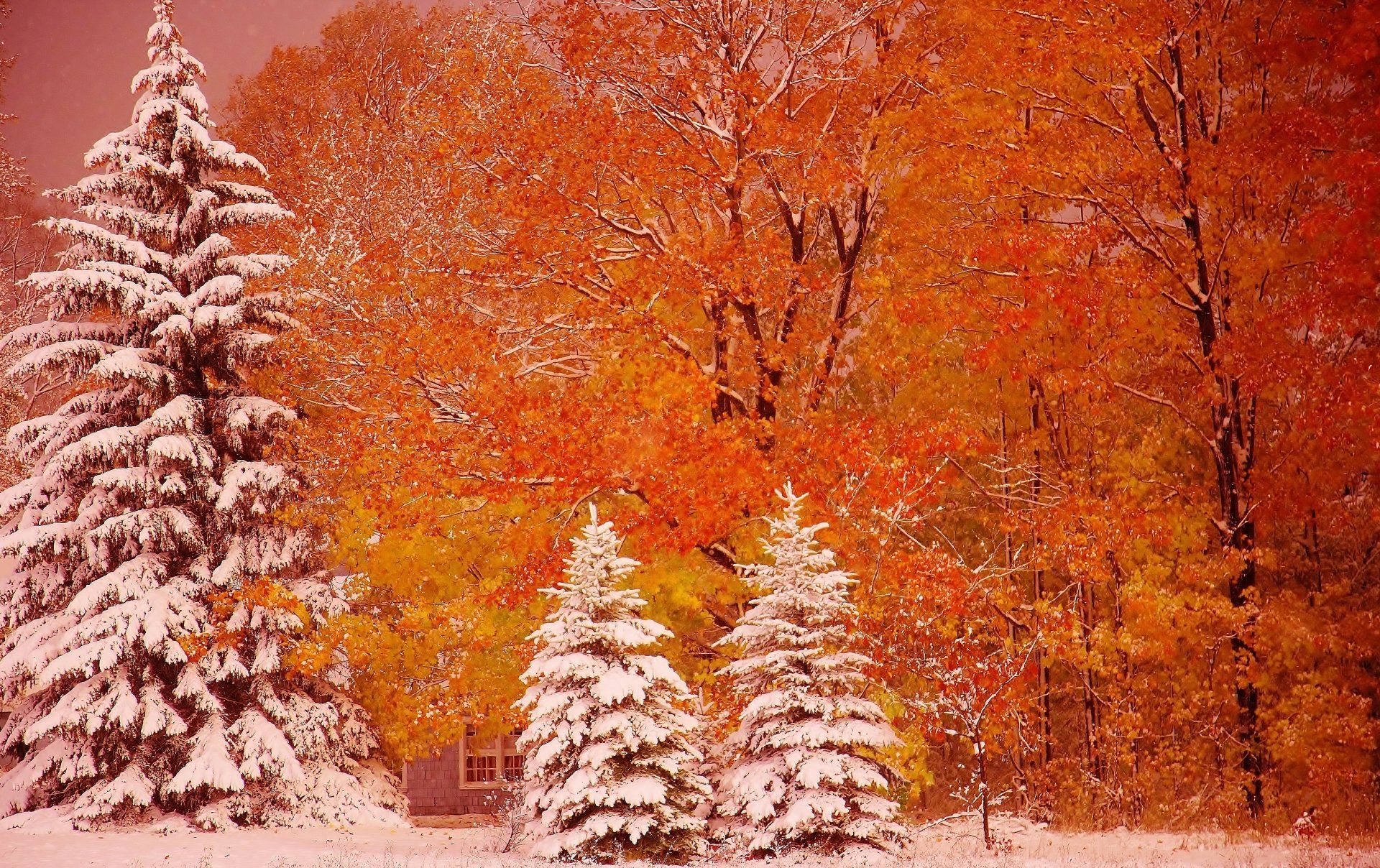 1920x1208 Autumn's Snow Kissed Forest: 4K Ultra HD Earth & Tree Photography By Larry P Farleyx3130