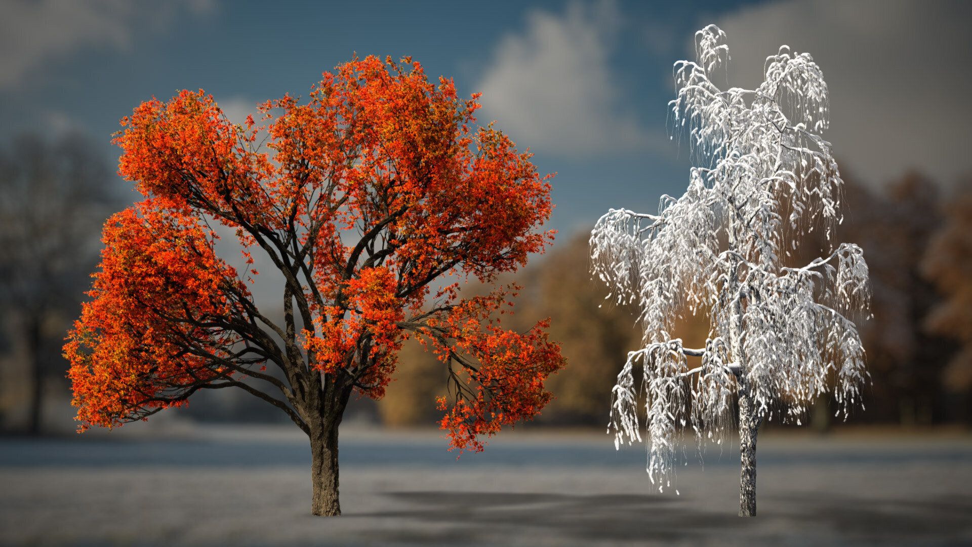 1920x1080 Autumn & Winter Trees Stock Footage Collection