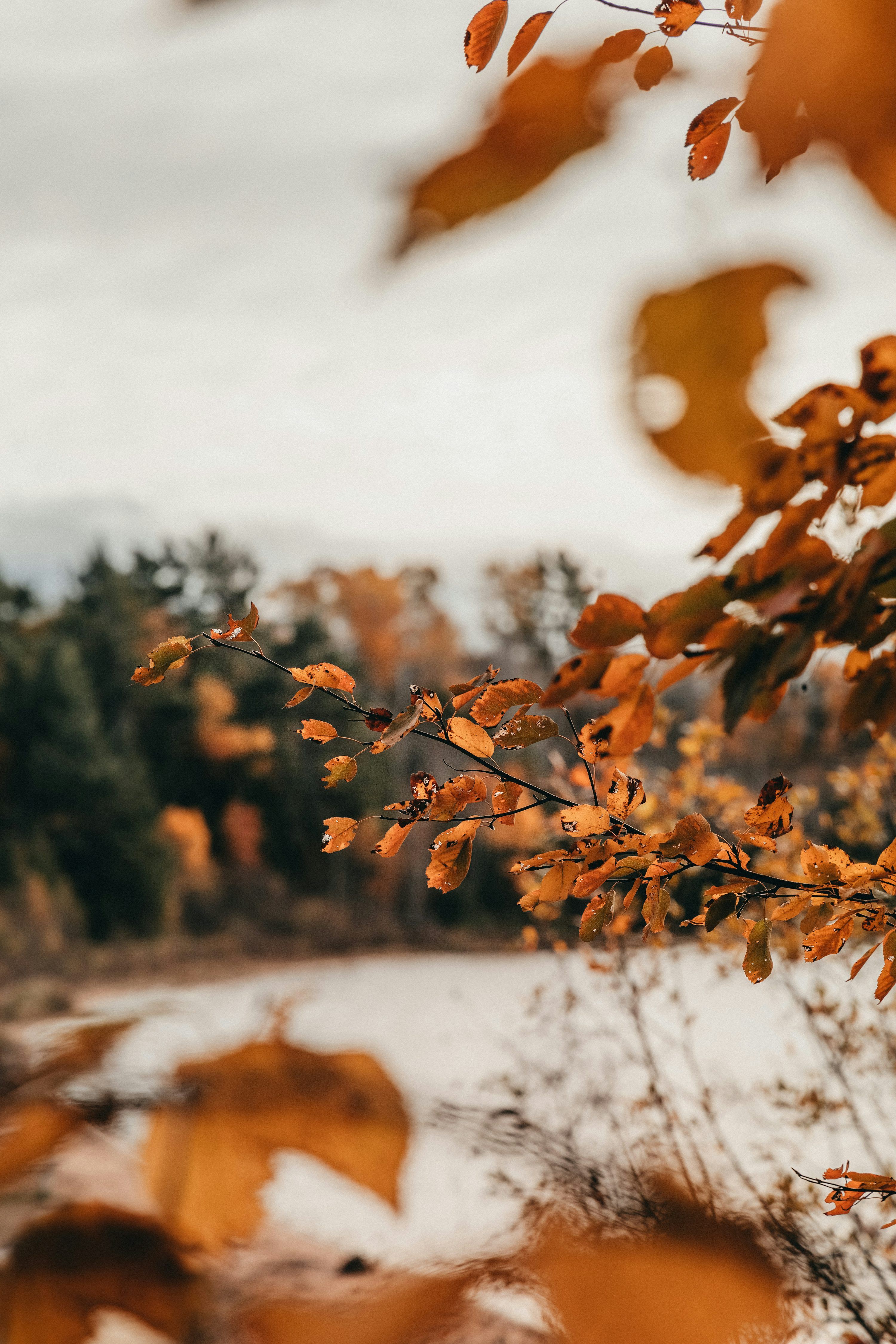 3000x4500 Fall Winter Picture. Download Free Image