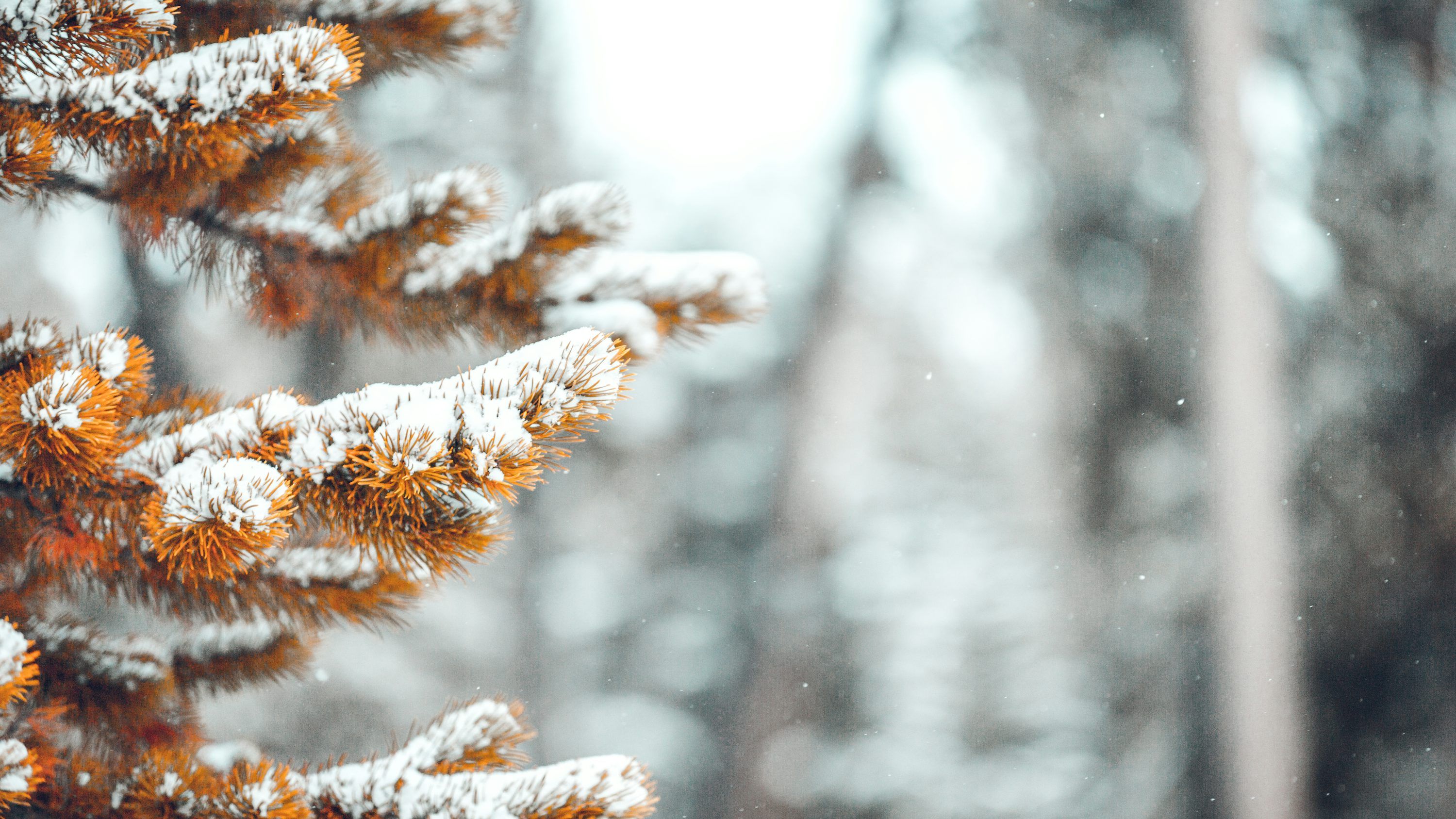 3000x1688 Fall Winter Picture. Download Free Image