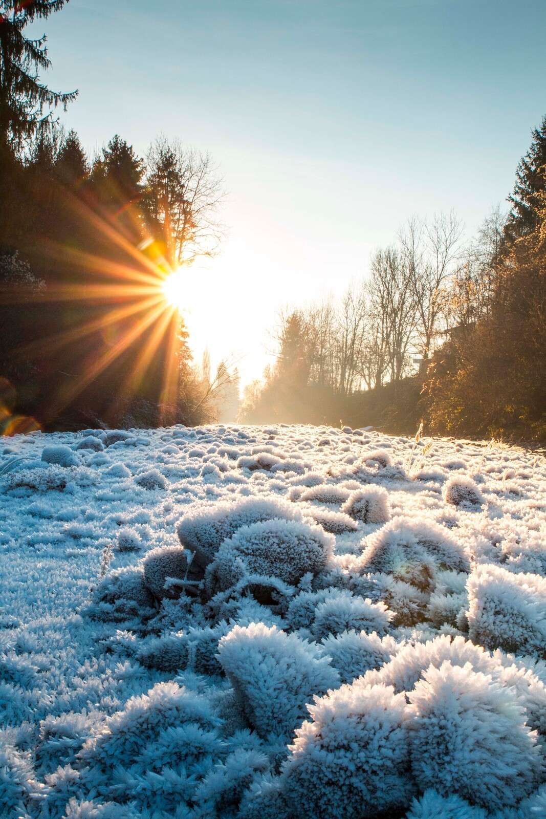 1067x1600 Wall Mural morning in winter forest