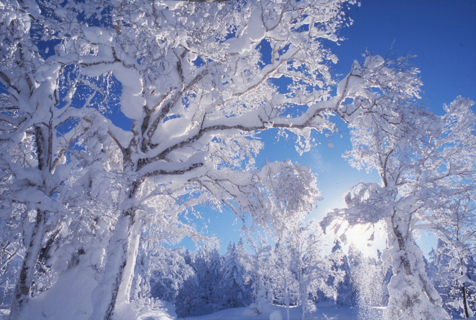 2000x1345 Daisetsuzan: Life in the icy white forest Japan Times