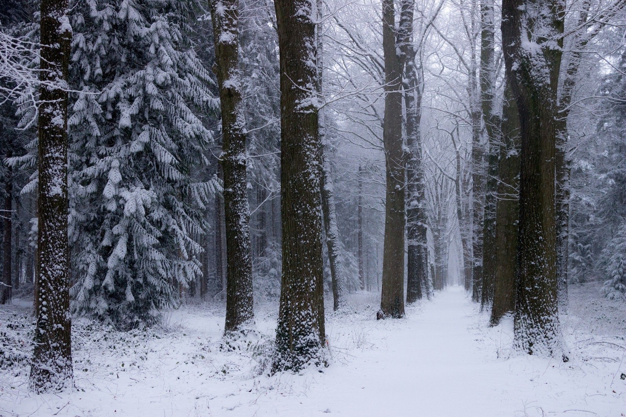 2048x1365 nature, Landscape, Winter, Forest, Netherlands, Snow, Trees, Cold Wallpaper HD / Desktop and Mobile Background