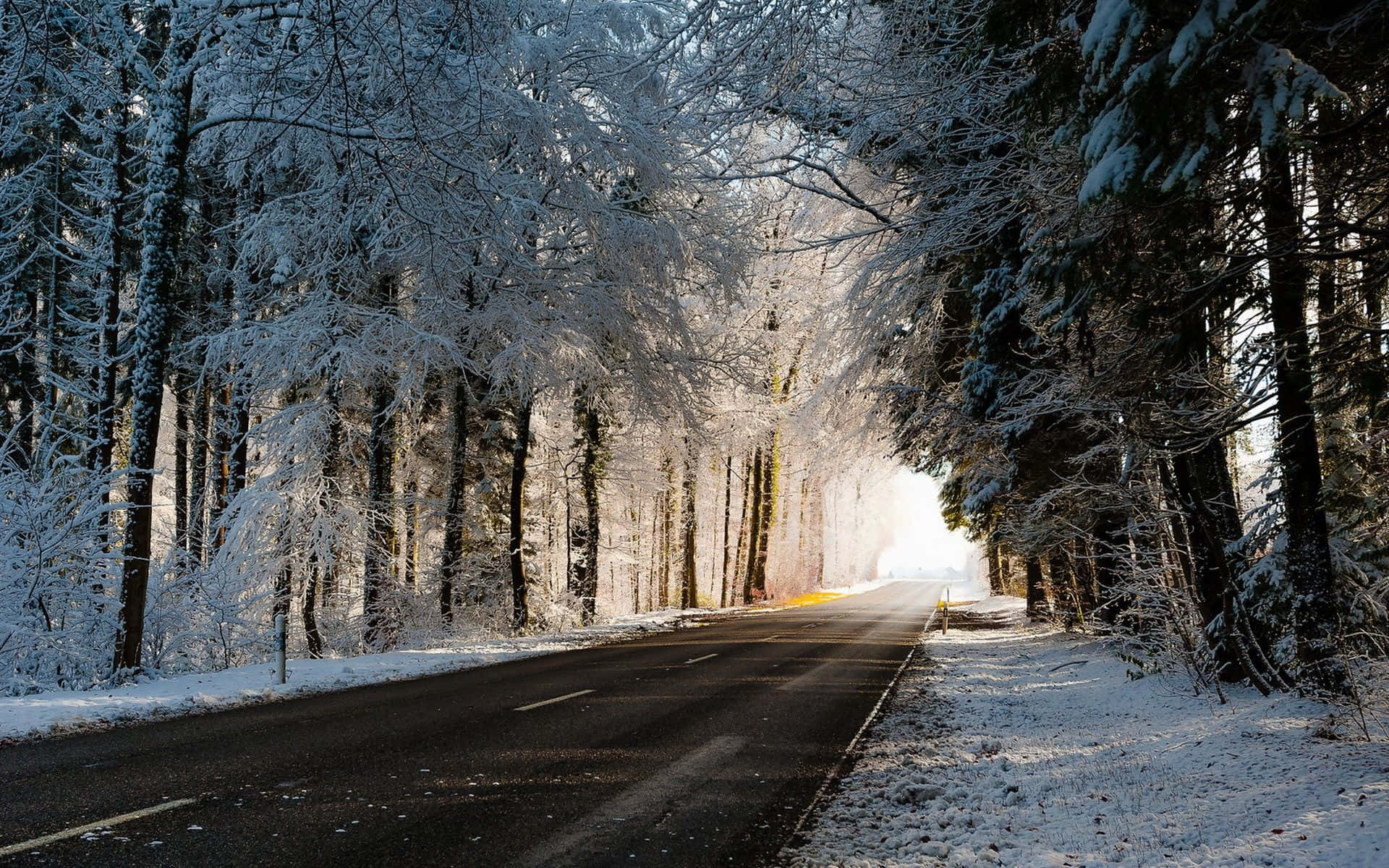 1920x1200 Download A captivating view of an icy road surrounded by snowy trees Wallpaper