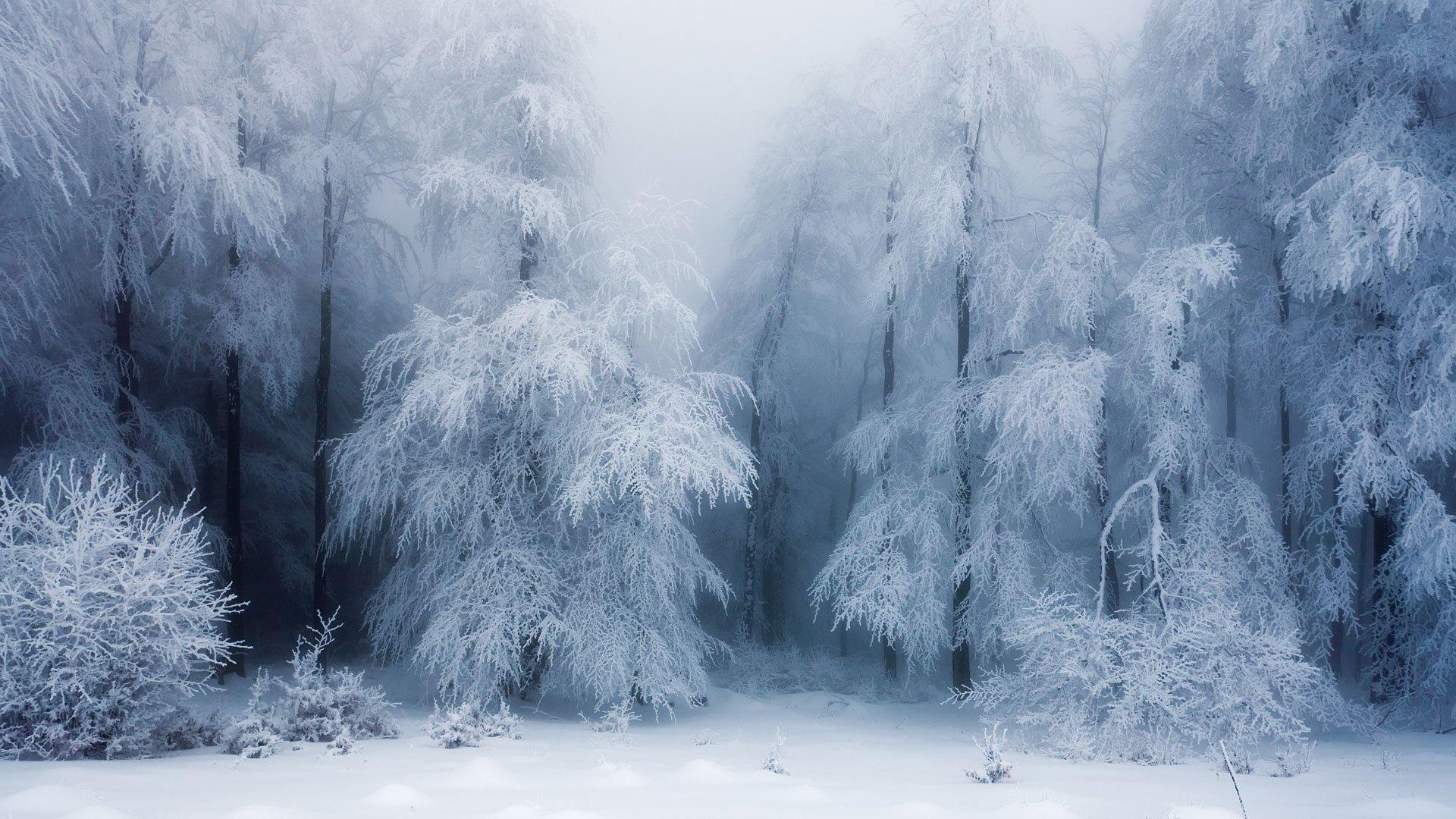 1920x1080 Ice Forest Wallpaper