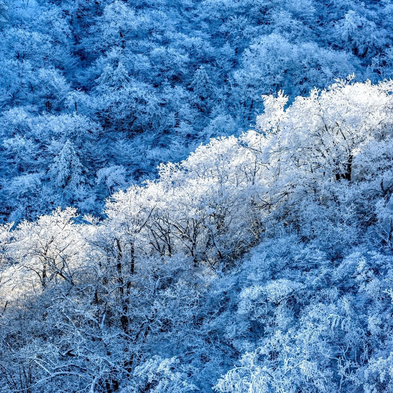 1280x1280 Winter forest Wallpaper 4K, Snow covered, Sunny day, 5K