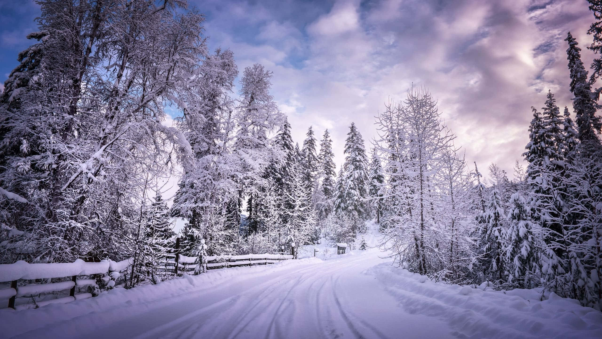 2560x1440 Download Icy Road in Winter Landscape Wallpaper