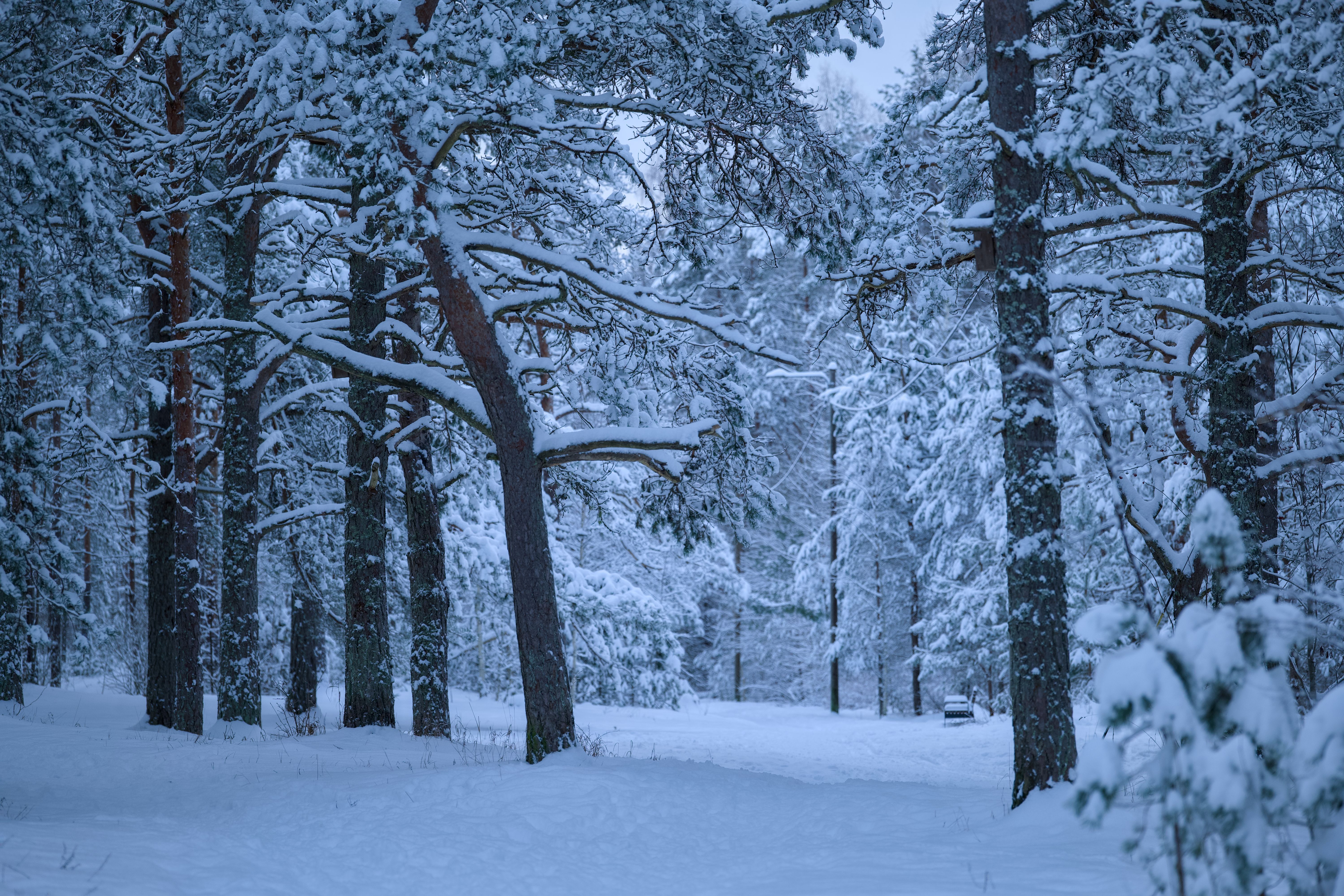 6000x4000 Winter Forest Photo, Download The BEST Free Winter Forest & HD Image