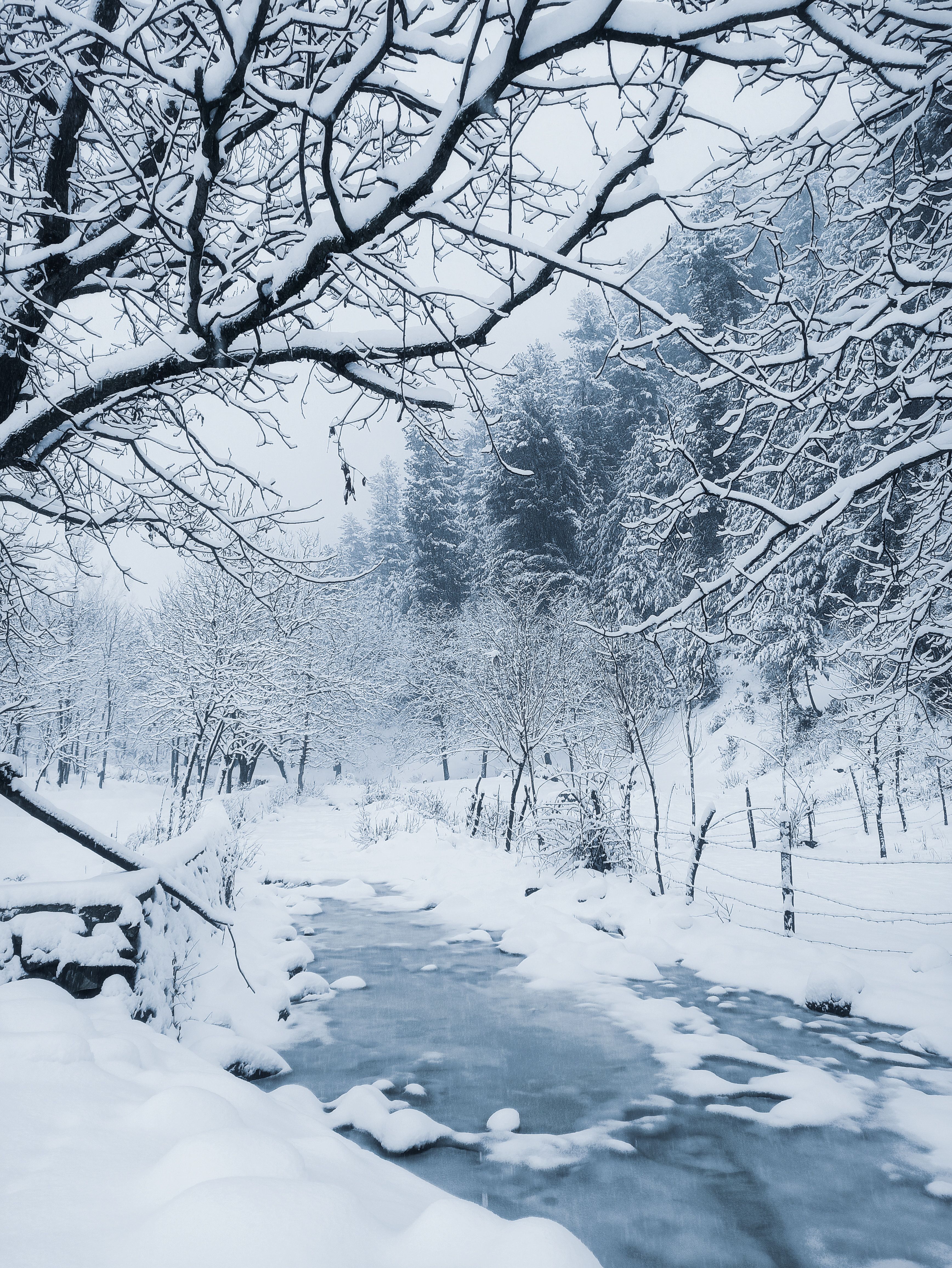 3472x4624 Snowy Forest During the Winter · Free